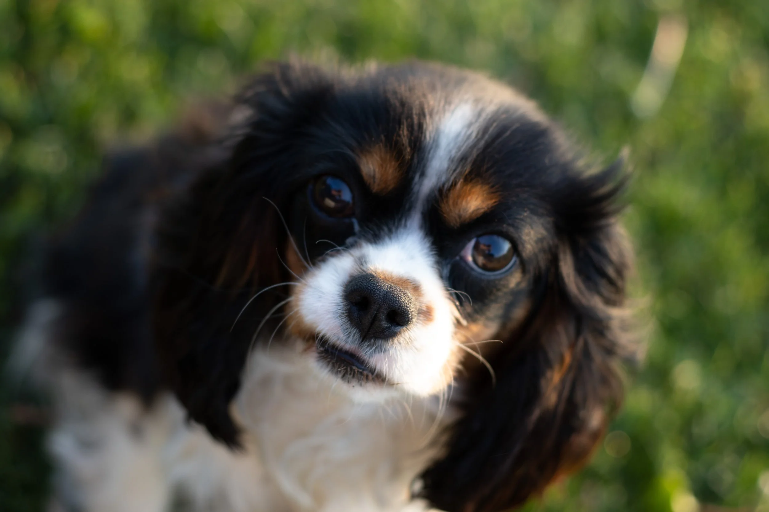 Close-up of a black, white, and brown puppy with long fur and big brown eyes, lying on grass.