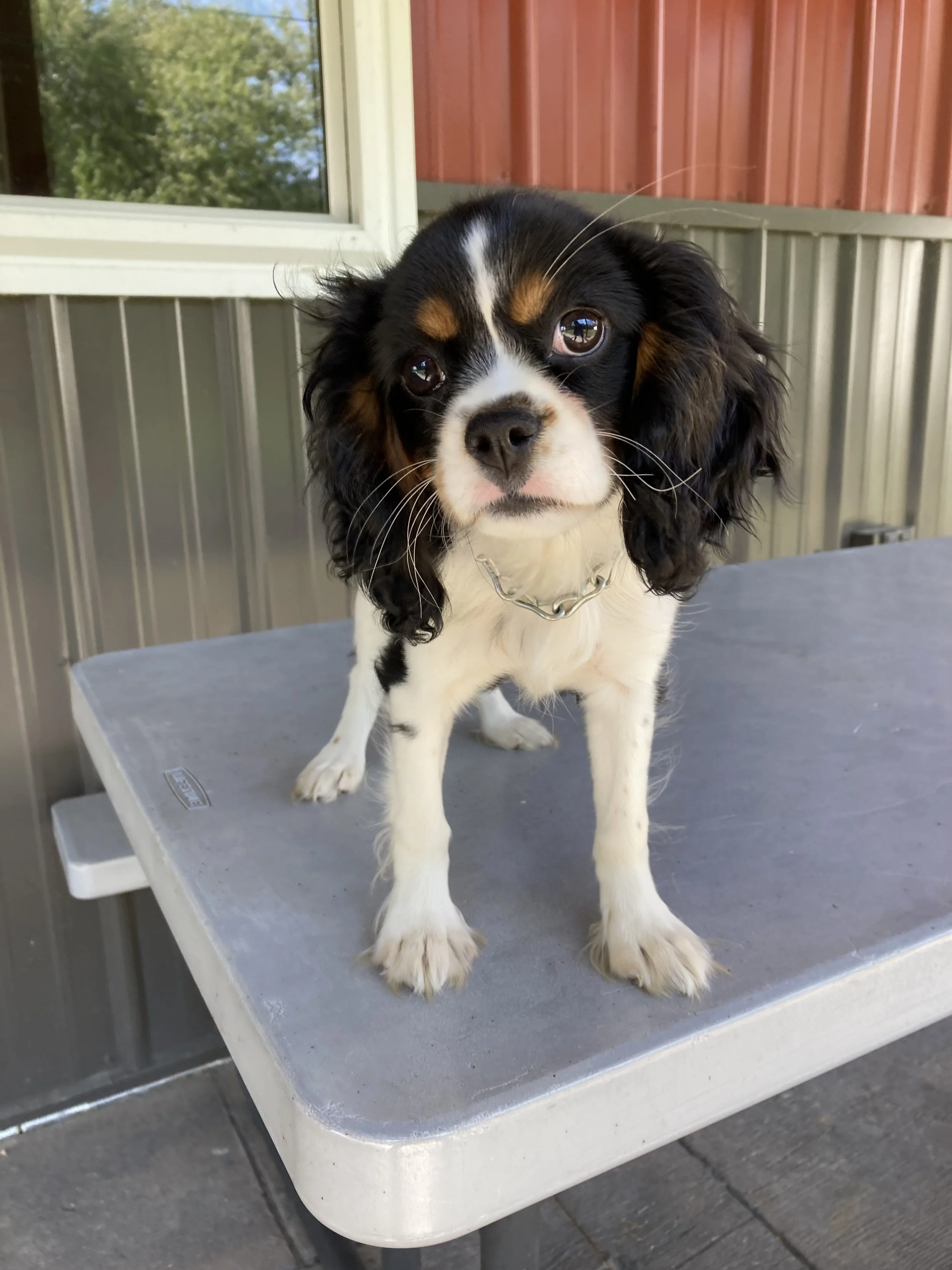 Cute tricolor Cavalier King Charles Spaniel puppy on a grey table outdoors.