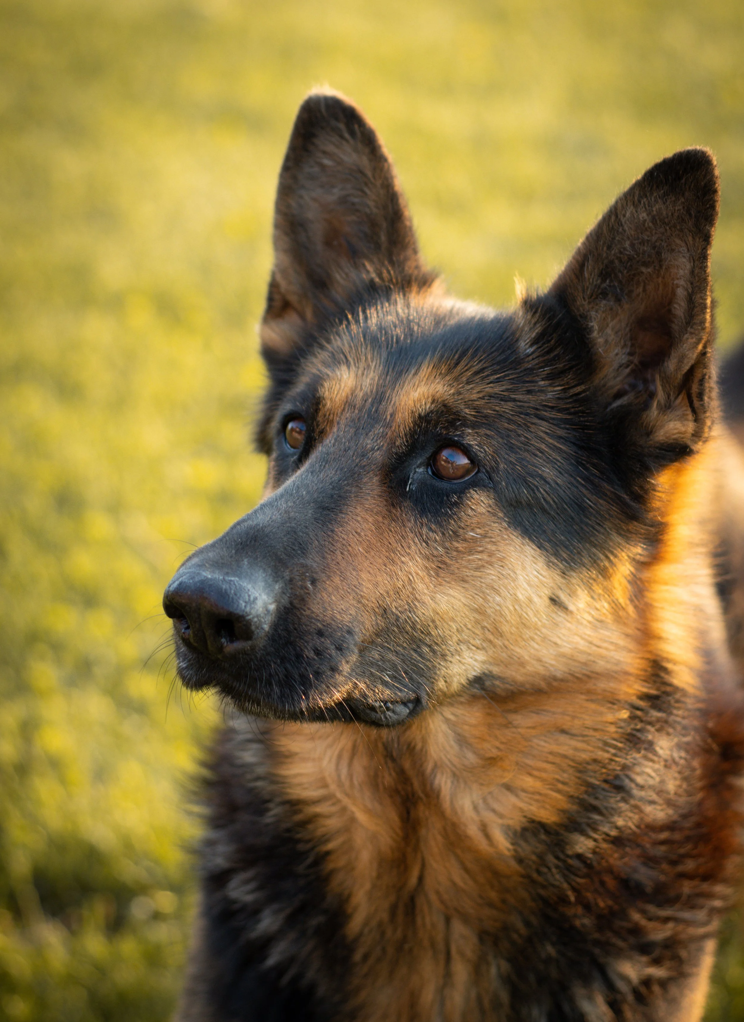 Close-up of a German Shepherd dog outdoors with a blurred yellow-green background.