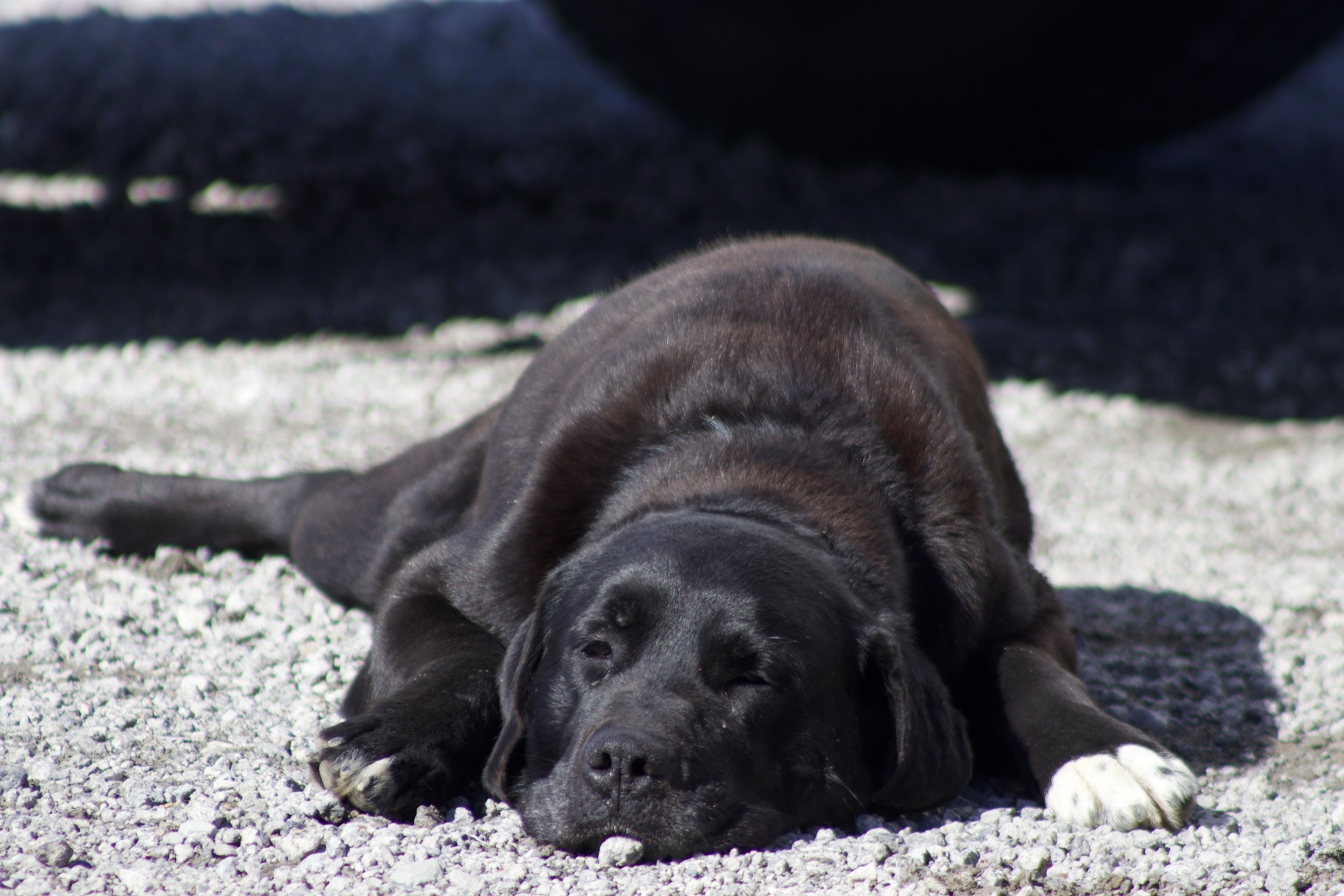 A black puppy with white paws lying on gravel, appearing to be resting or sleeping.