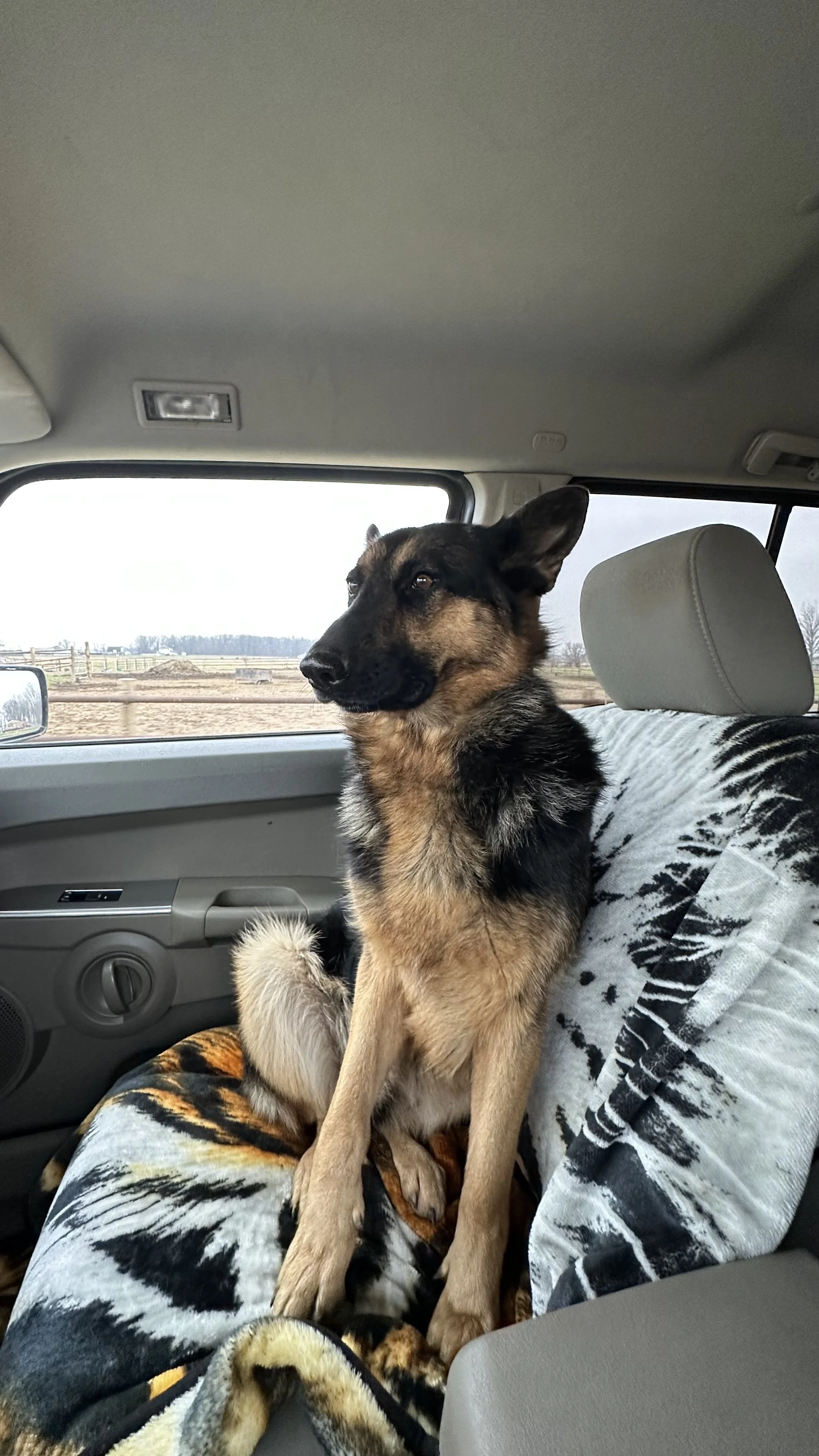 A German Shepherd dog sitting in the back seat of a vehicle, looking out the window, with a blanket featuring a tiger print on the seat.