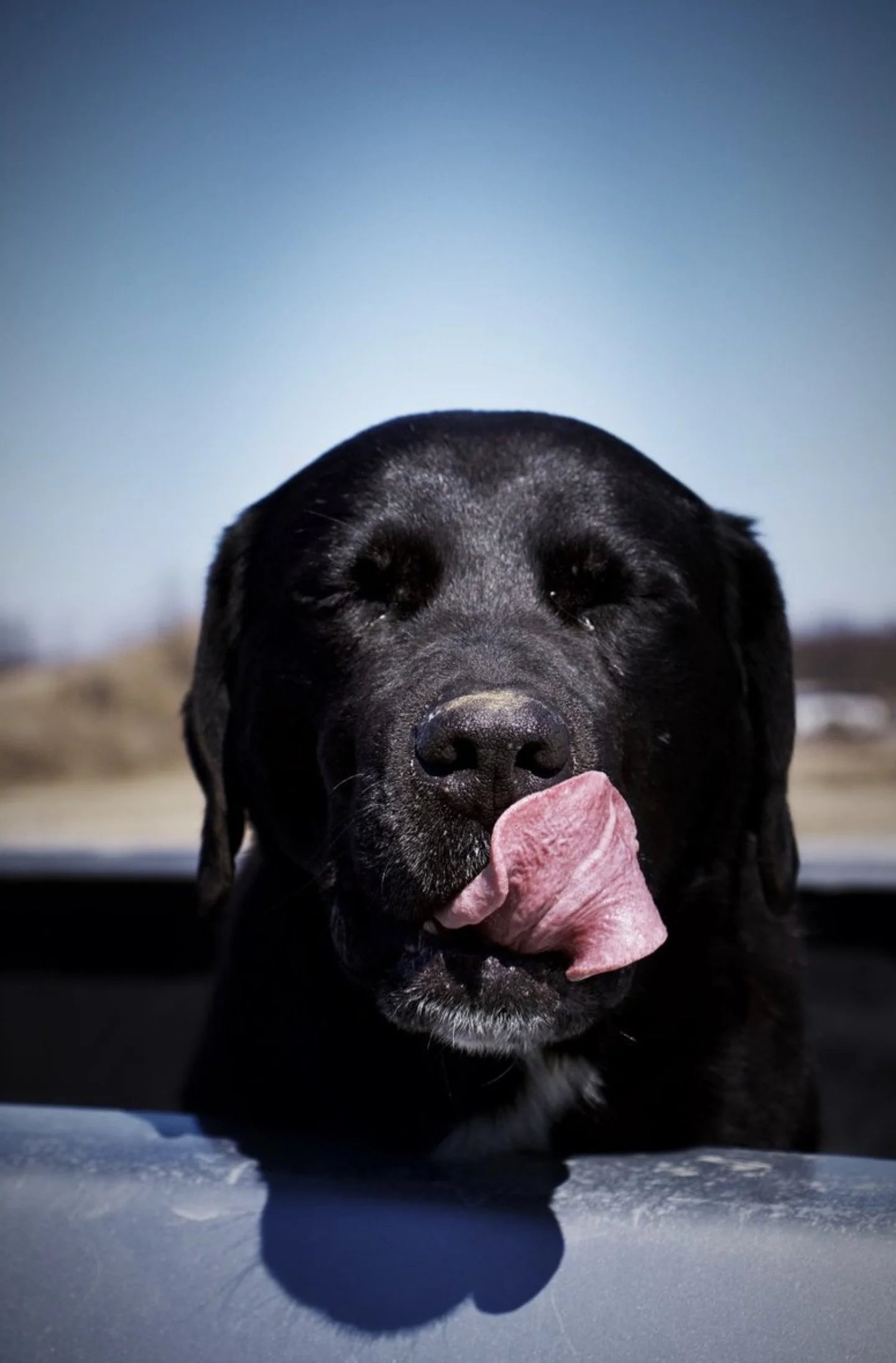 A black dog with closed eyes licking its nose outside on a sunny day.