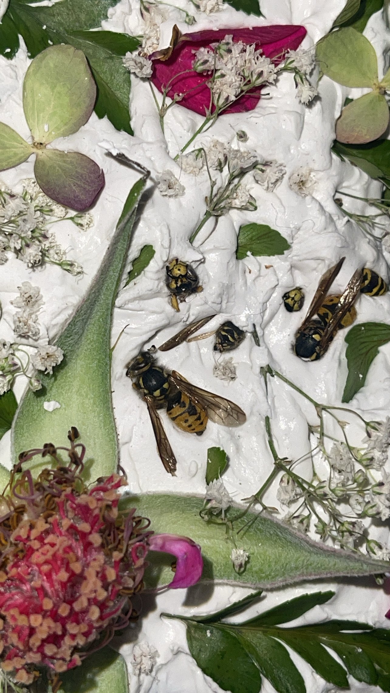 Experiment with coating dead bees in liquitex gloss pouring medium.