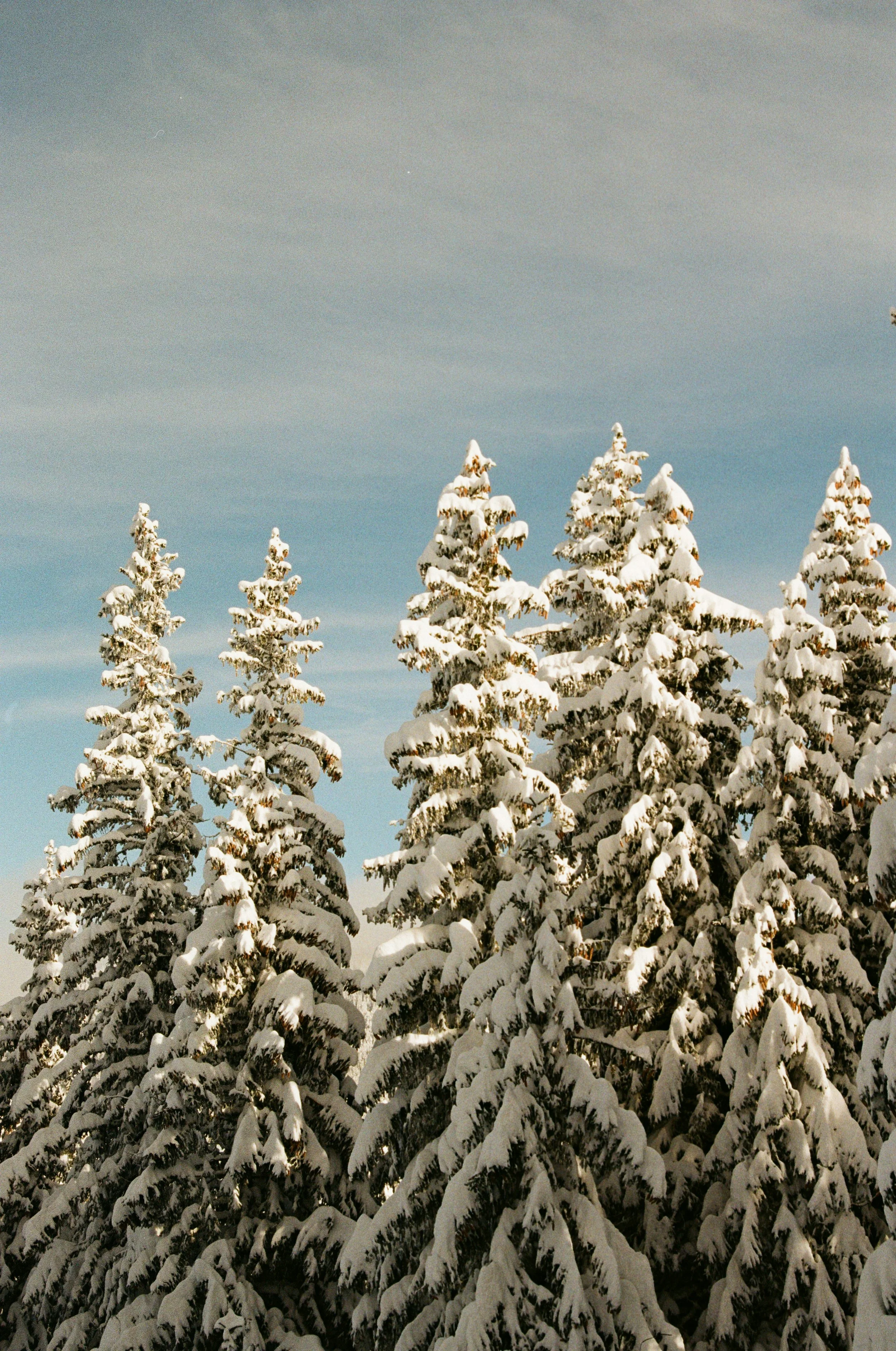 Winter Essentials