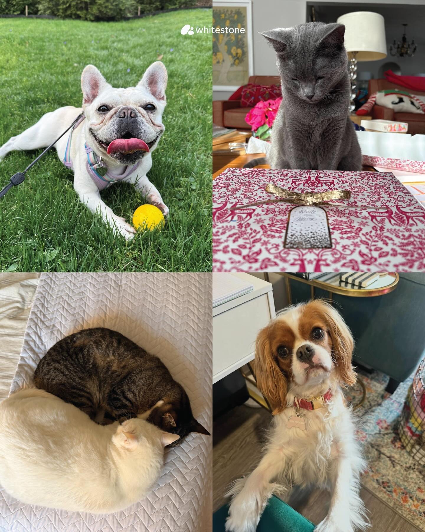 Happy National Pet Day!

Swipe to meet some of the furry friends of Whitestone, and make sure you give your own pets some extra love today🐾🤍

#NoTwoStonesAreAlike