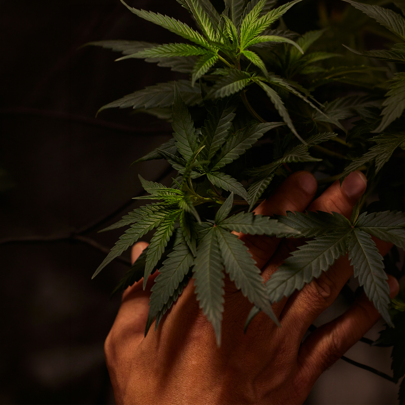 Industry: Cannabis