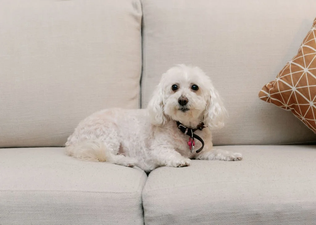 therapy dog in orange county, california