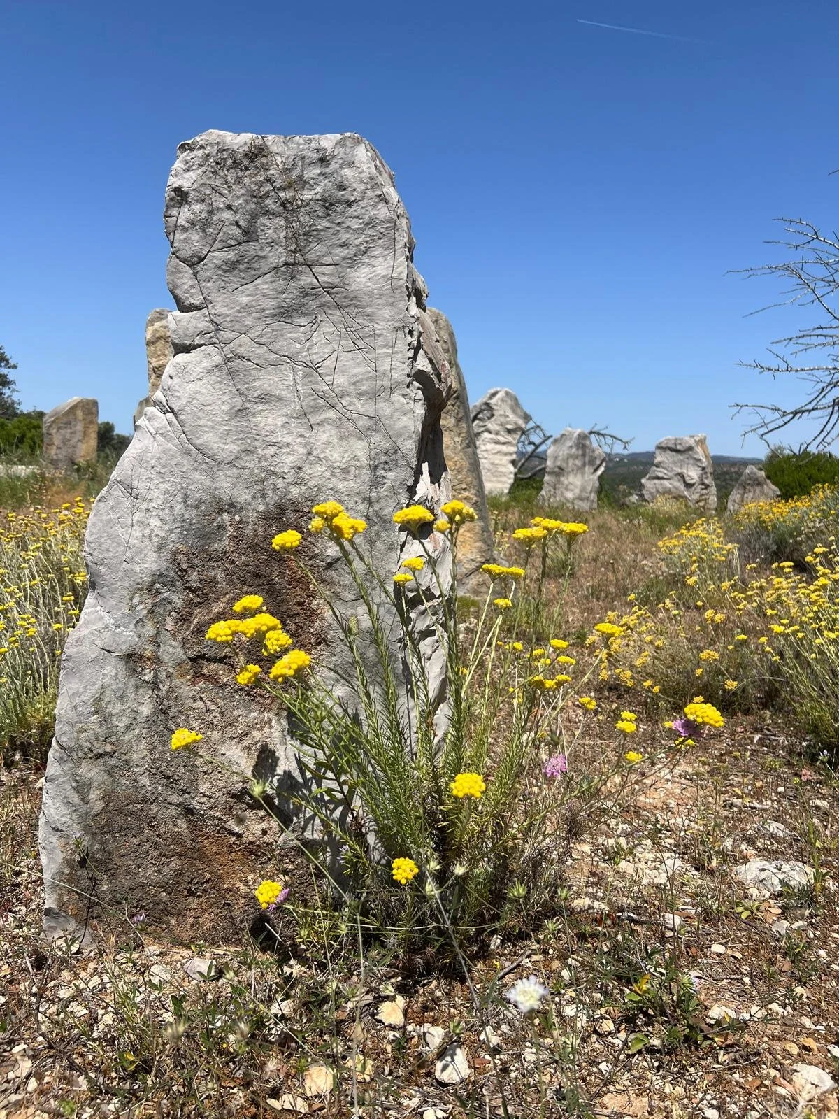 O Que Fazer na Ria Formosa: Guia de Natureza Entre Tavira e Cacela Velha