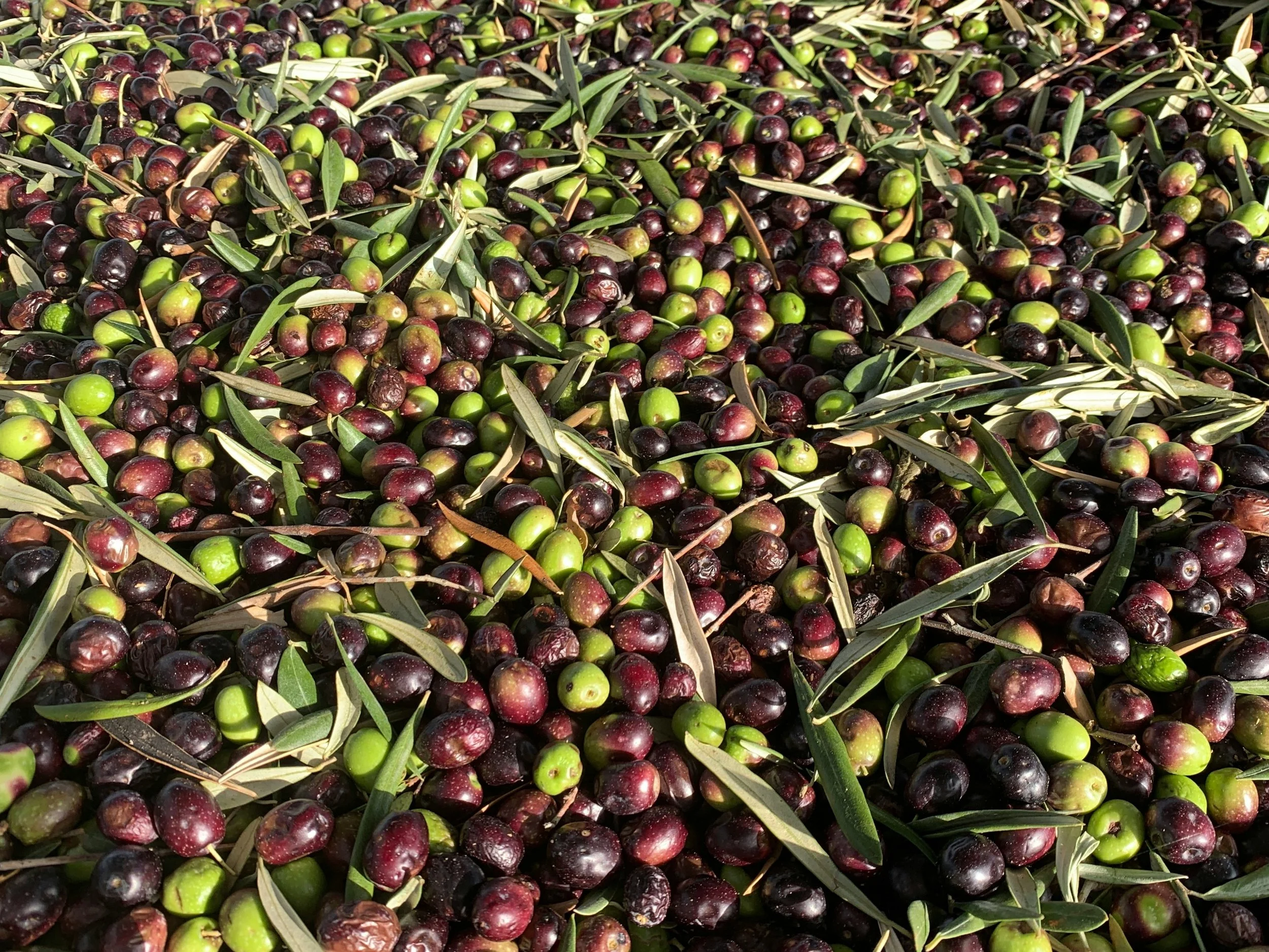 Freshly picked green and black olives with olive leaves scattered on the ground.