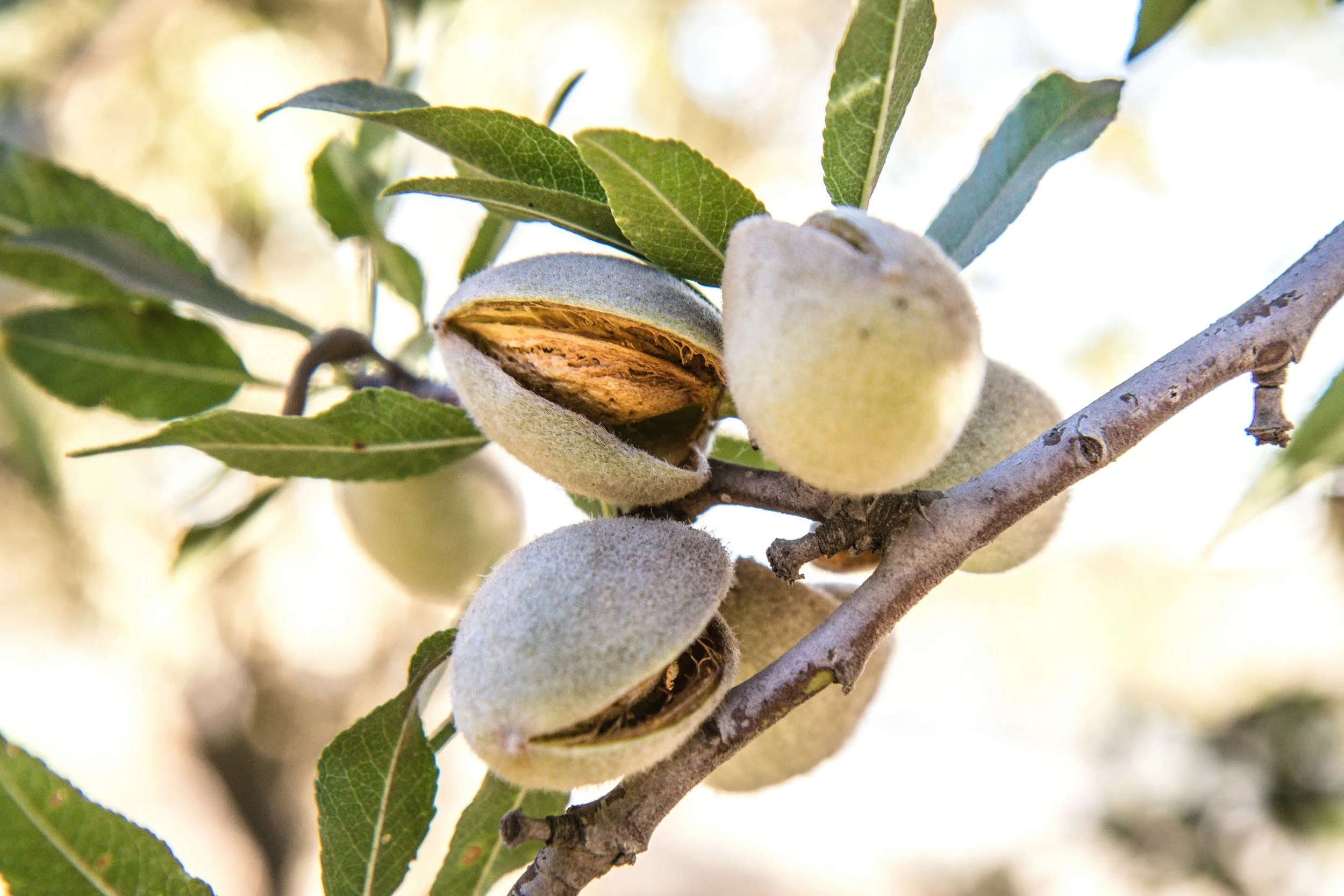 Close-up of a branch with several young, fuzzy almonds in their shells and green leaves, some partially opened, on a sunny day.