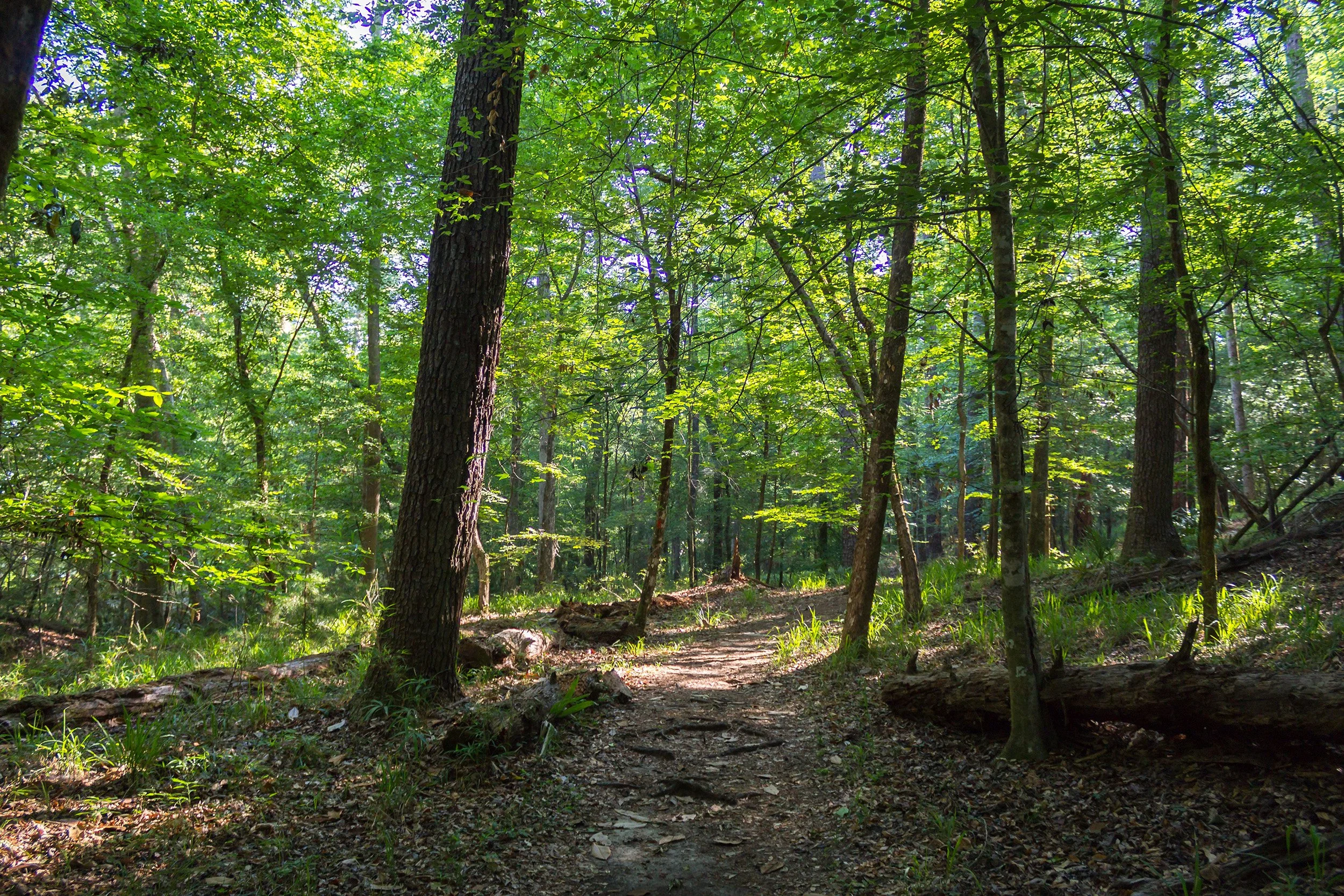 torreya-state-park-florida-trail.jpg
