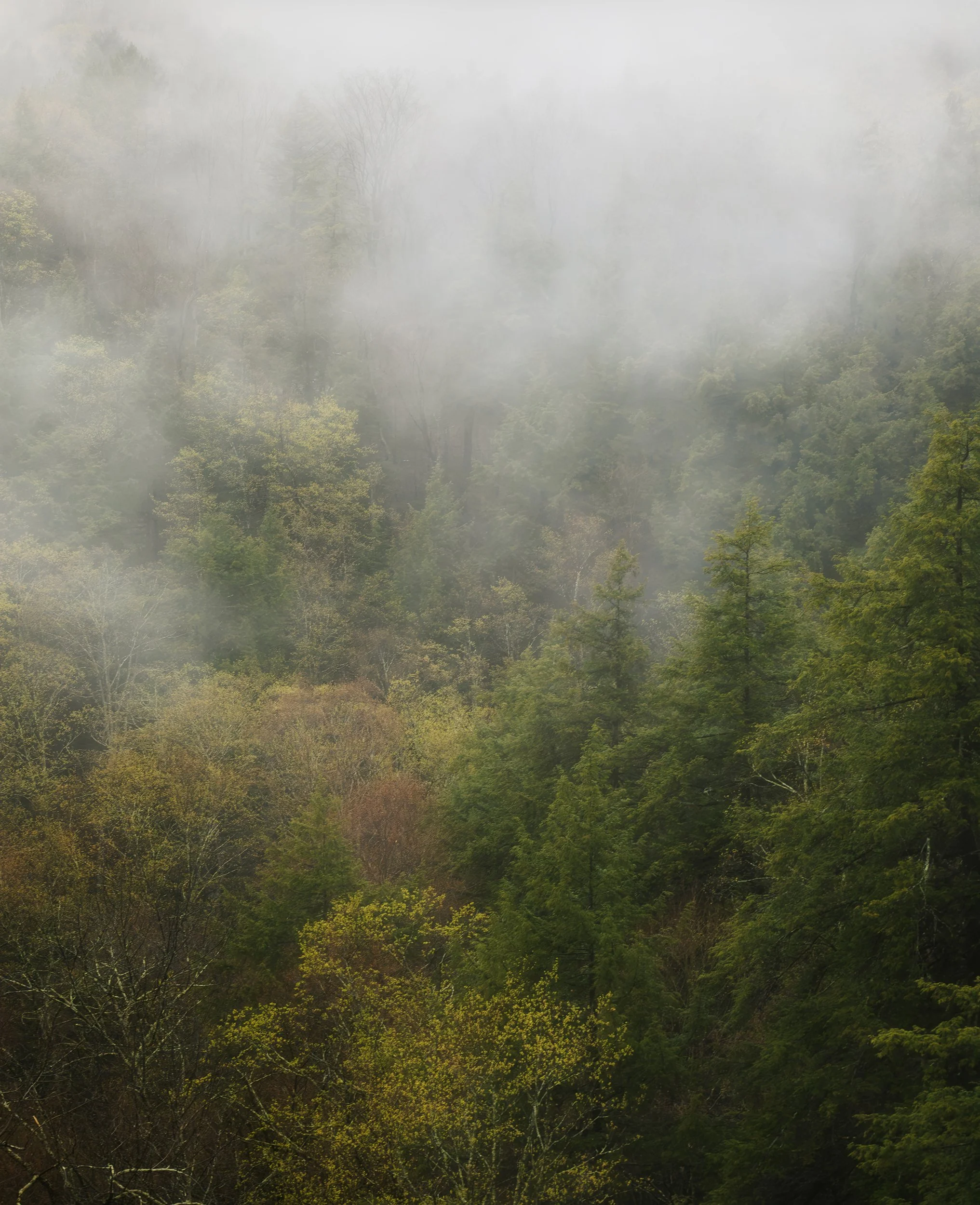 pratts-falls-spring-new-york-upstate-fog.jpg