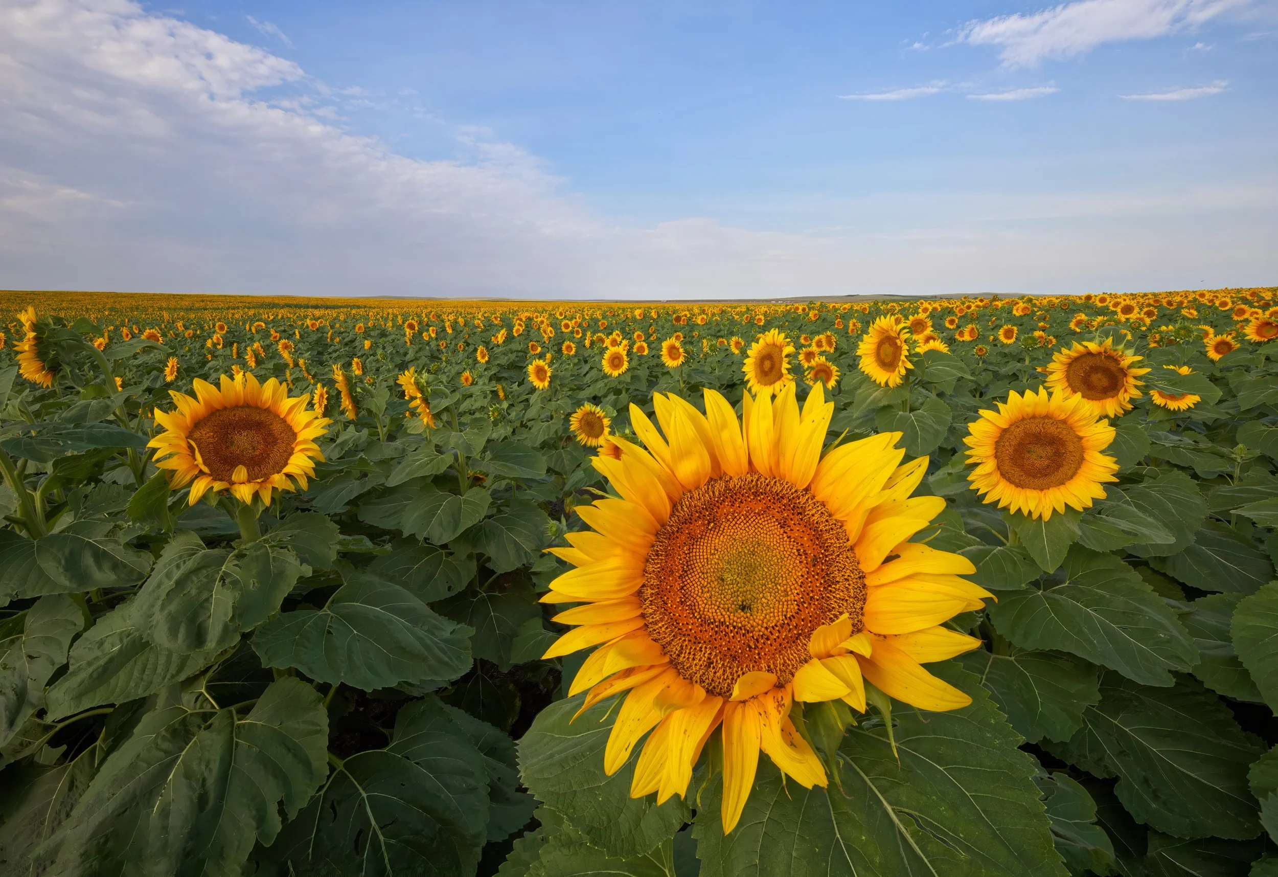 south-dakota-farmland-sunflowers-summer.jpg