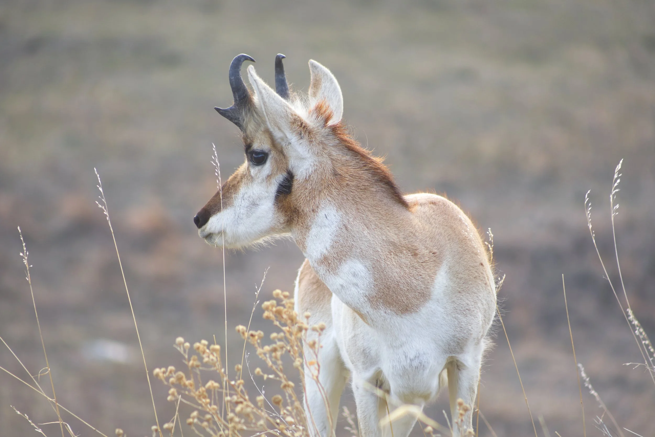 Evening in the Grassland