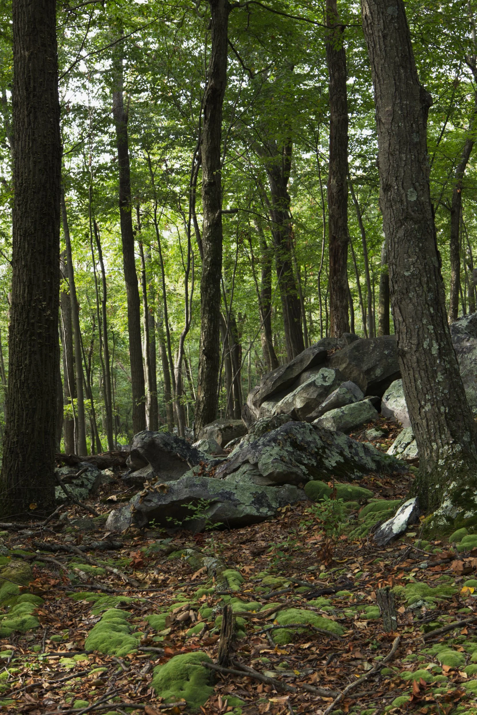 Somewhere in the Forest