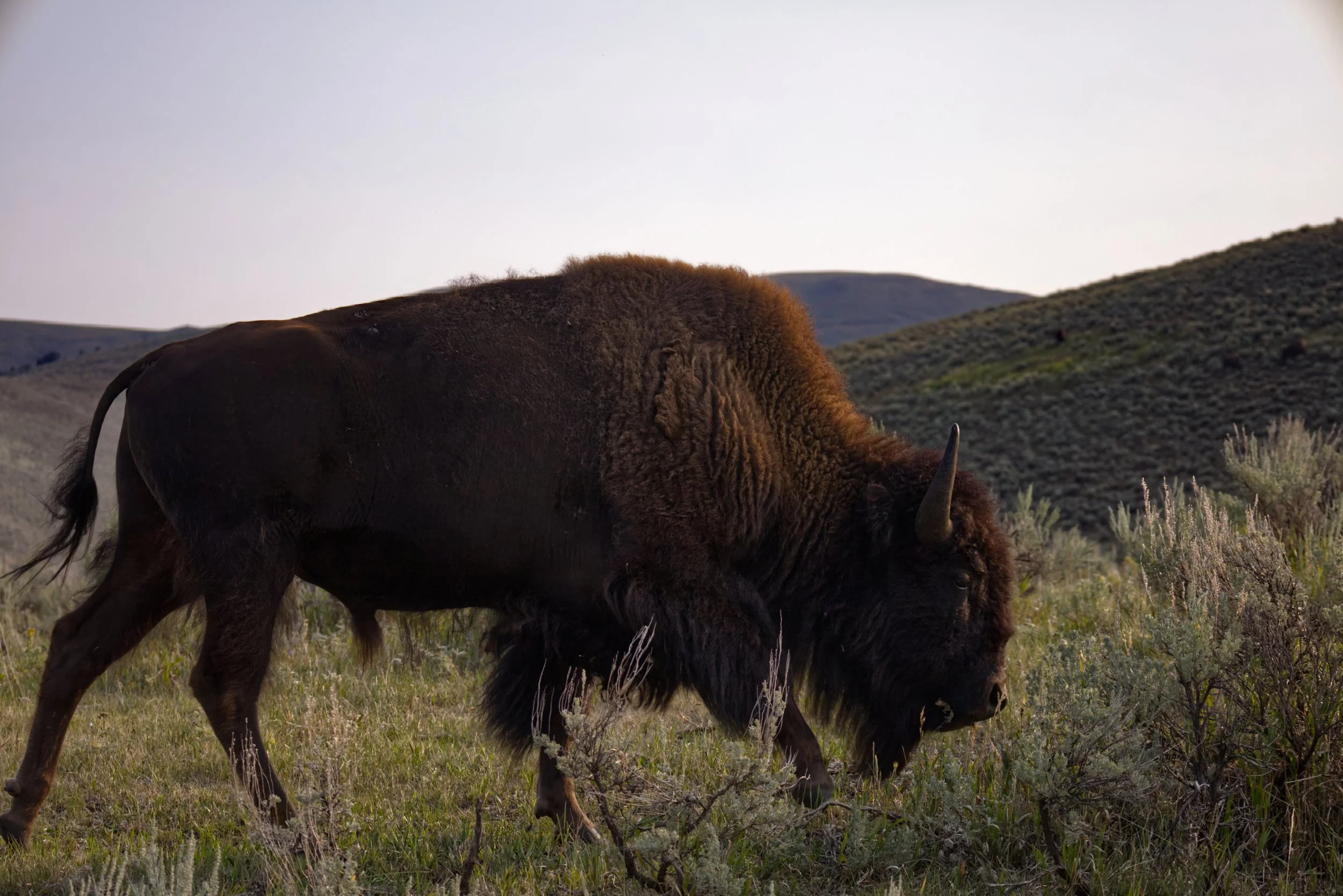 Buffalo in the Grassland