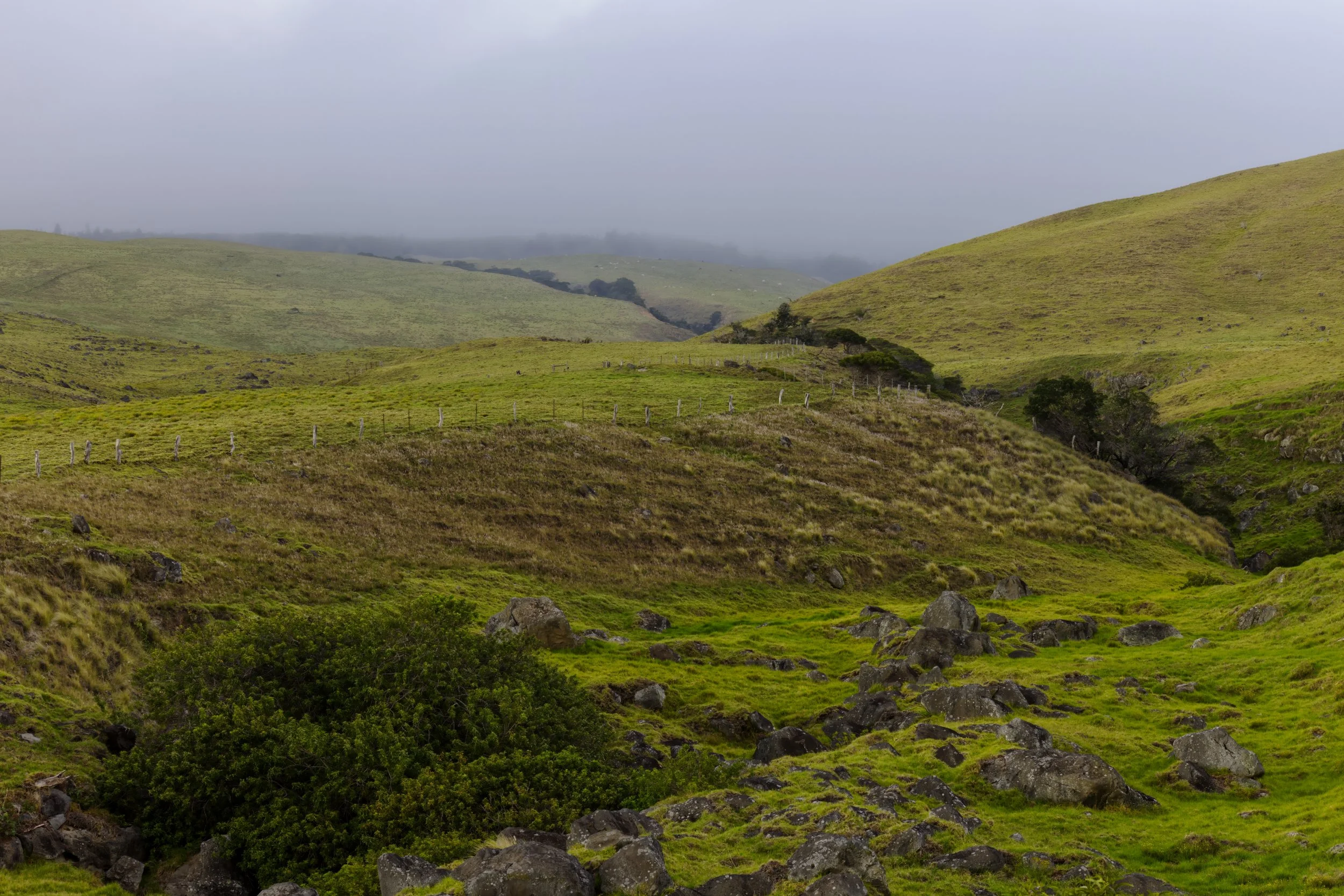 Verdant Green Hills of Kohala Mountain