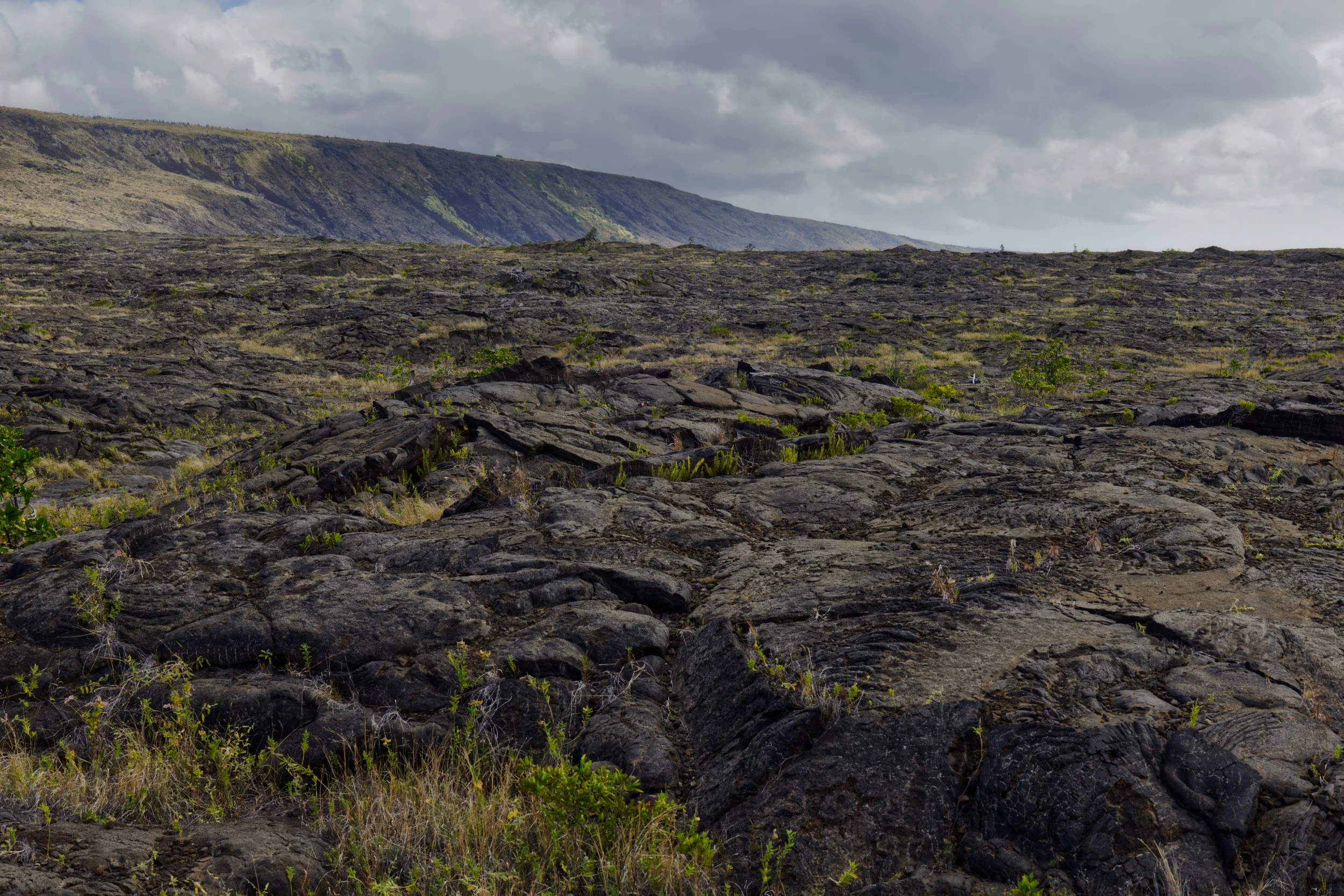 Rebirth on a Barren Landscape