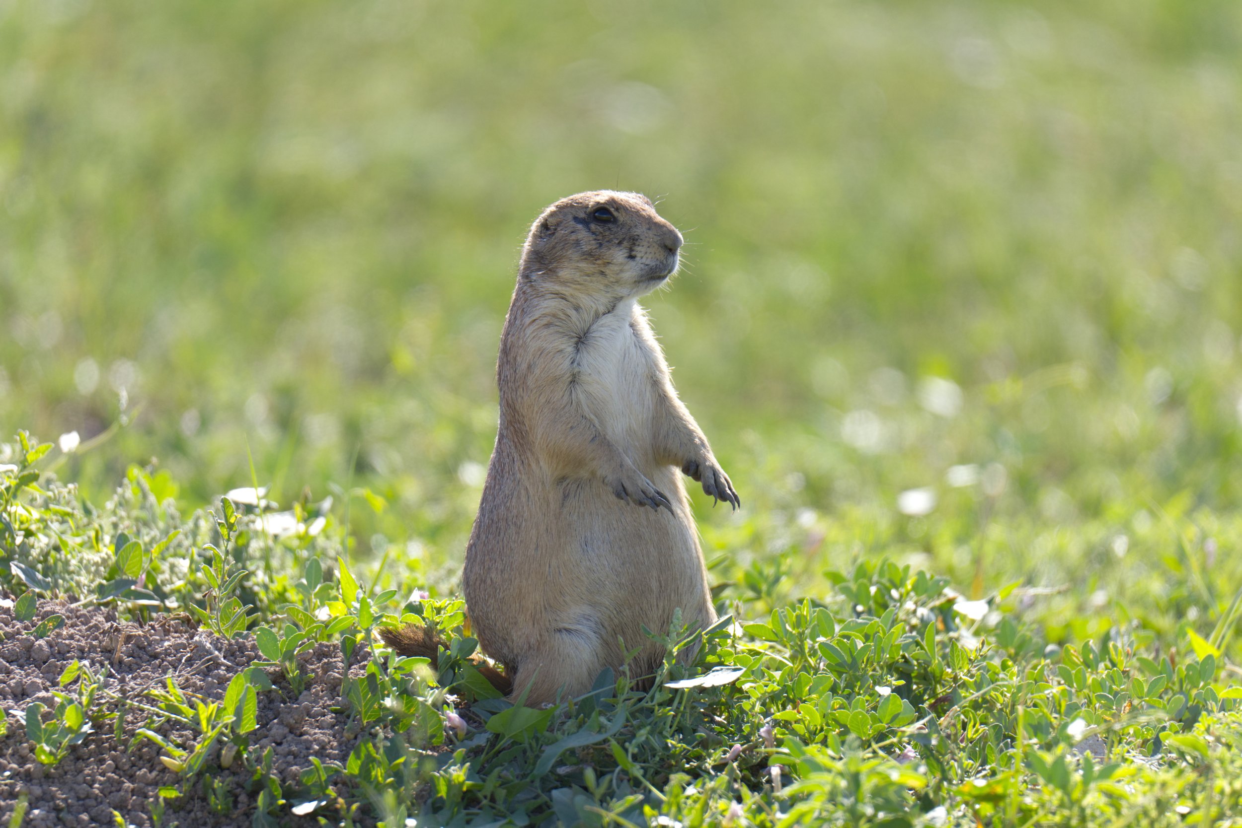 Prairie Dog in a Summer Field
