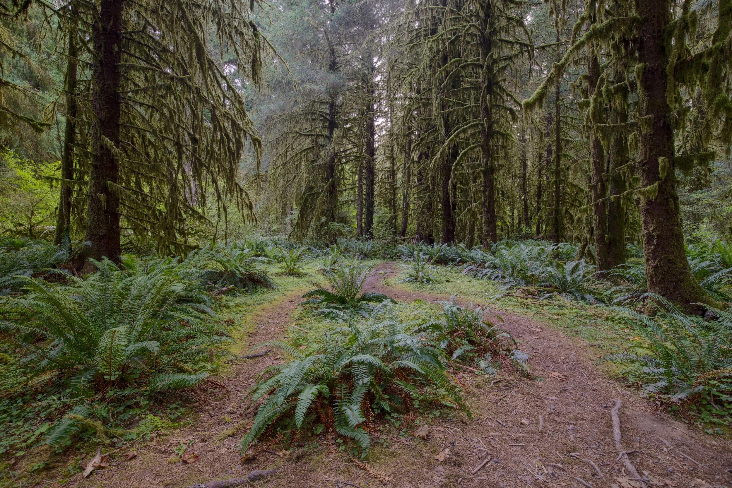 Foggy Mornings in the Rainforest