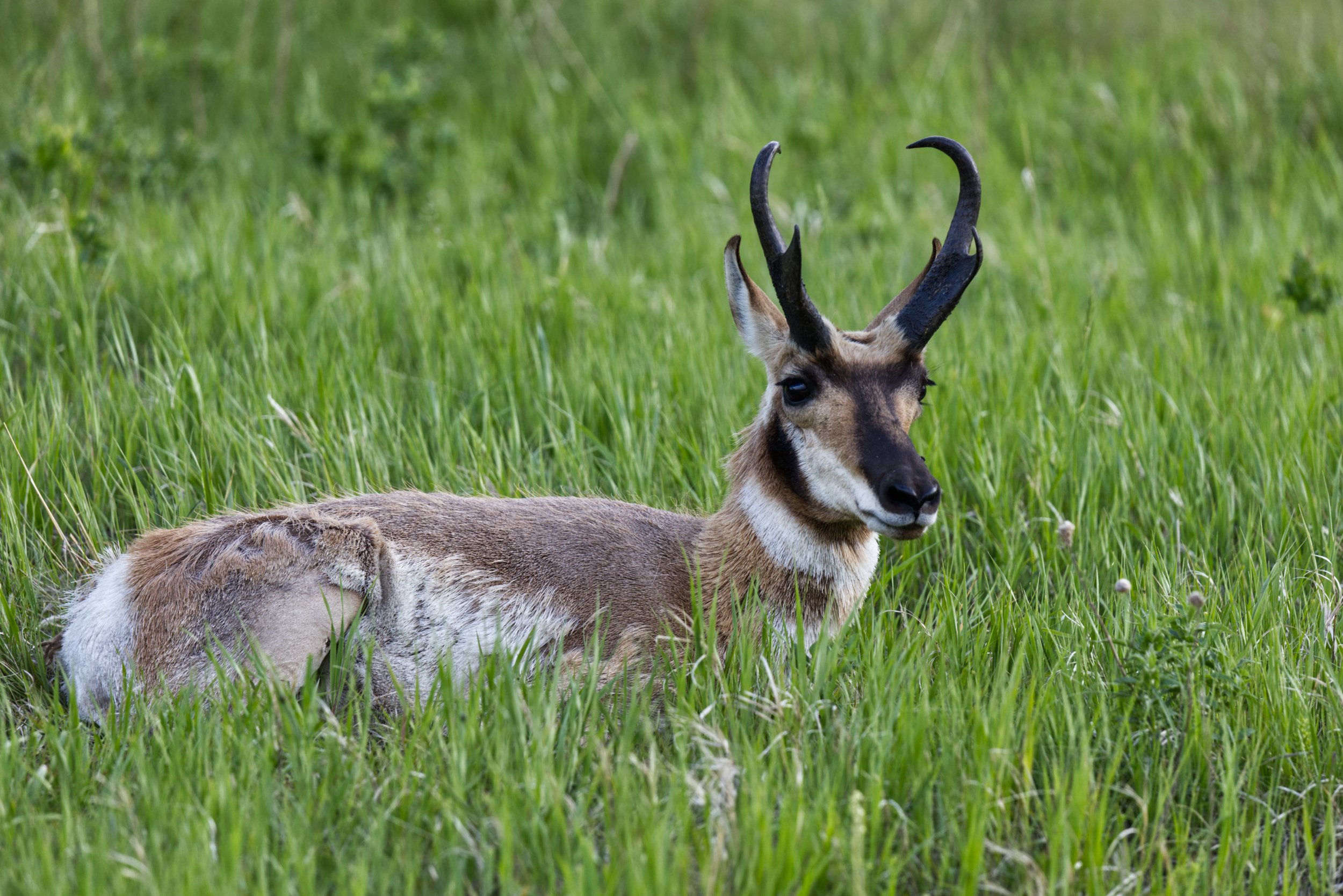 Resting in a Meadow