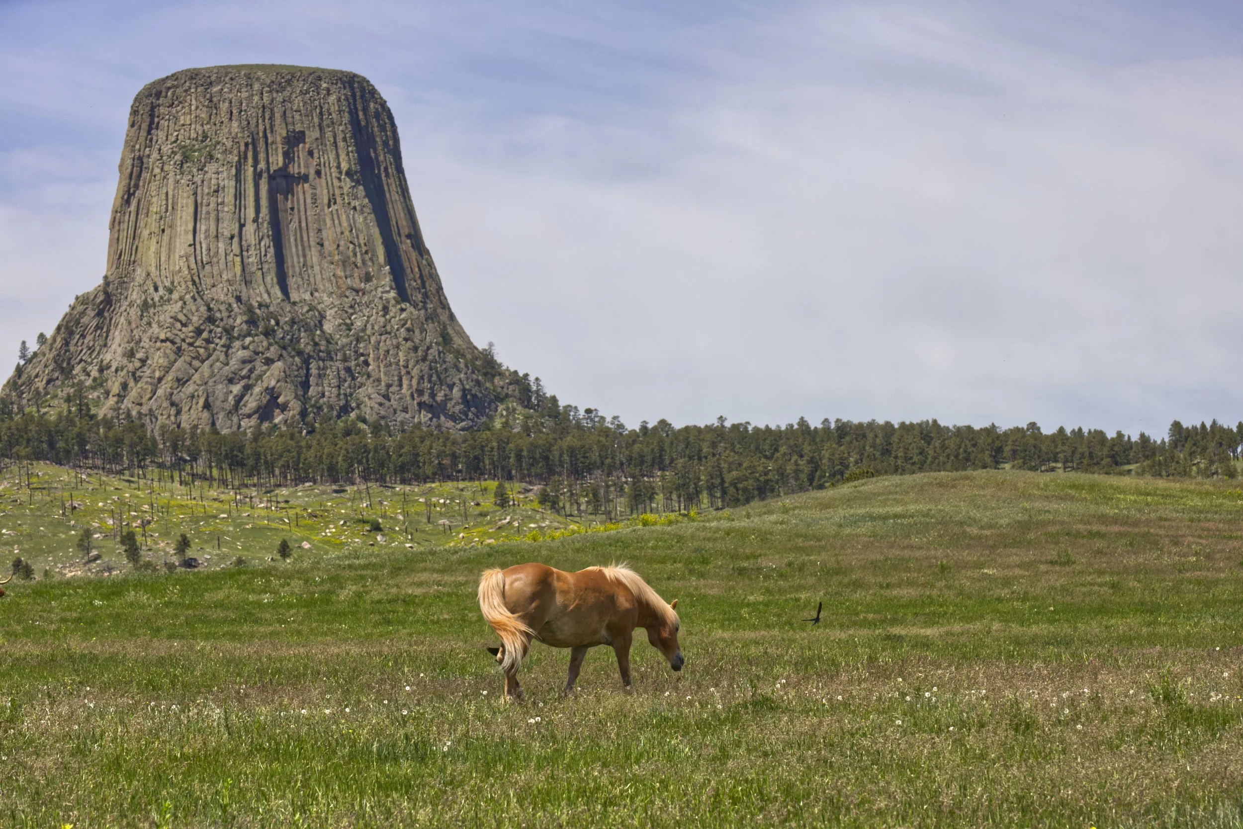 Wide Open Spaces