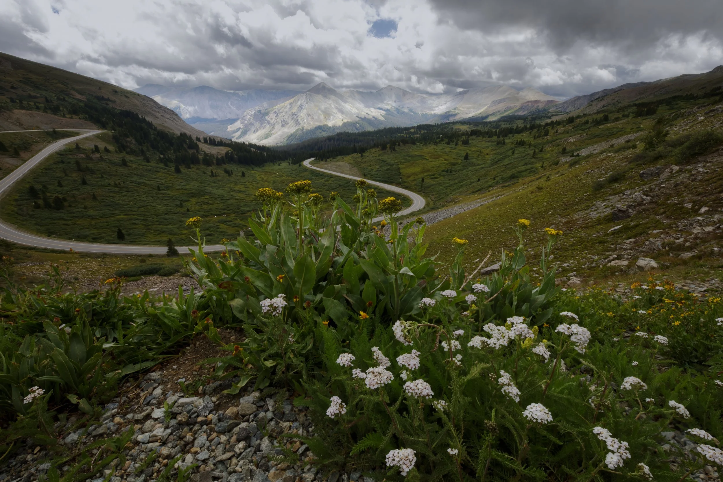 Wildflowers in the Pass