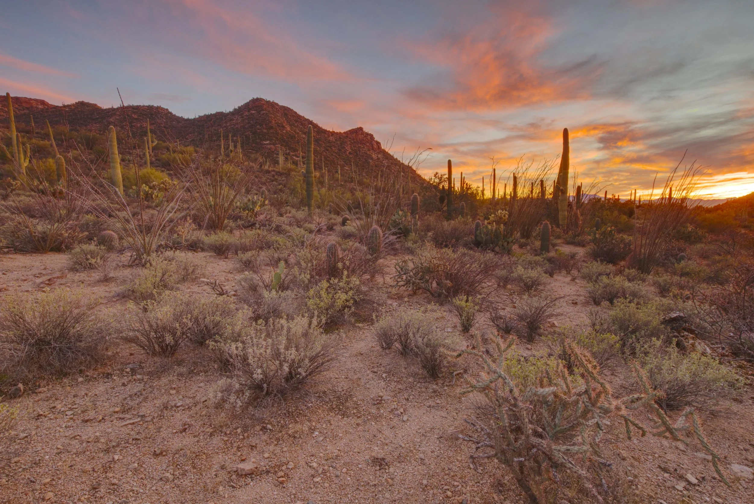 Colors of the Desert
