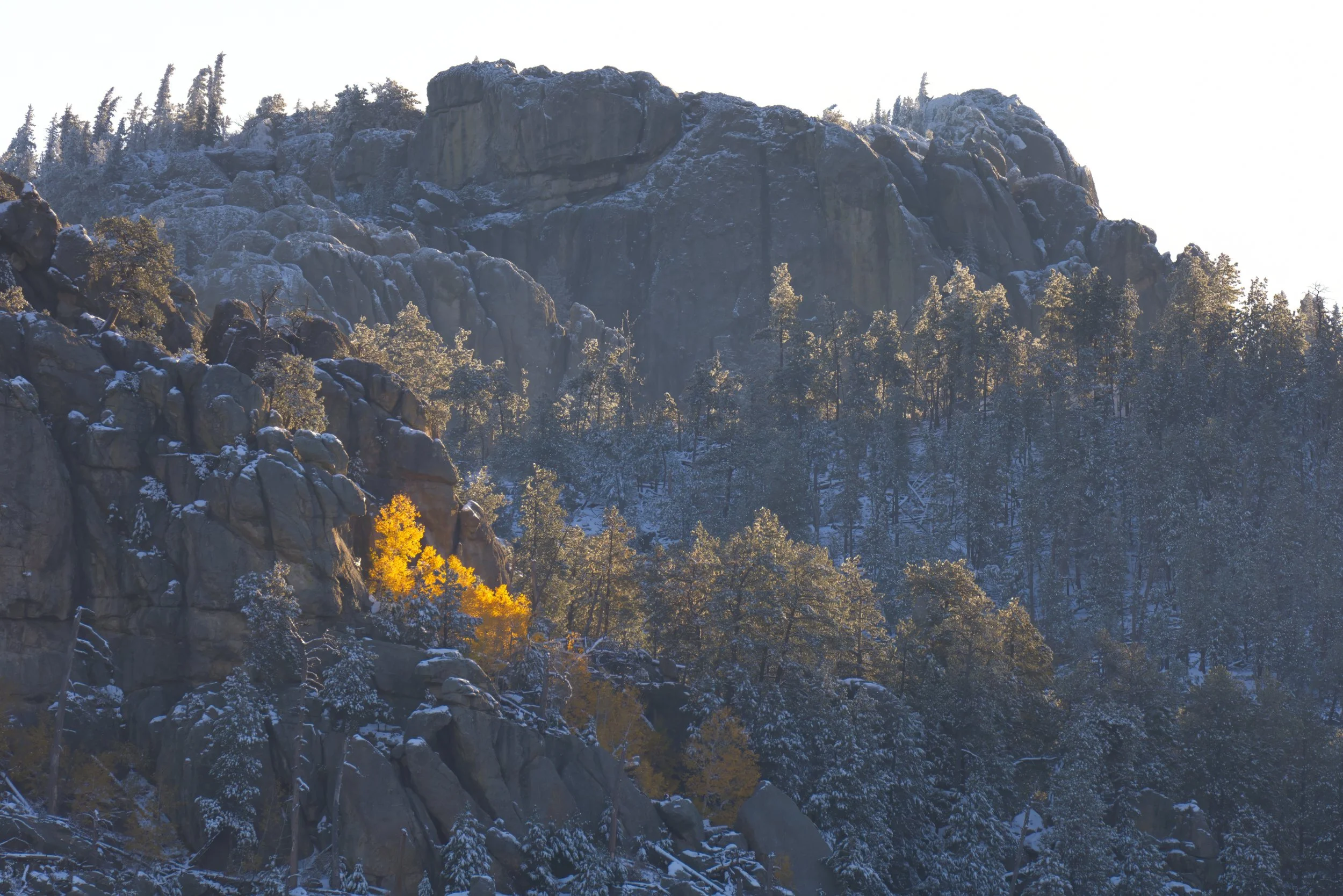 Early Morning Black Hill's Gold