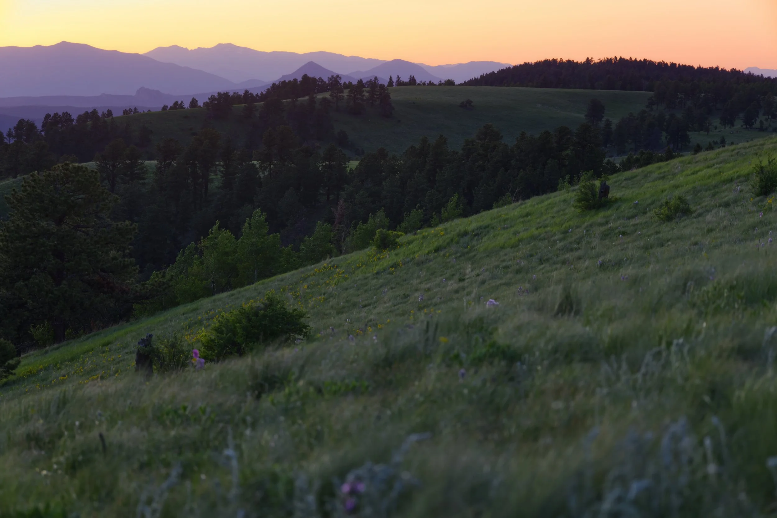 Sunset on a Summer Field