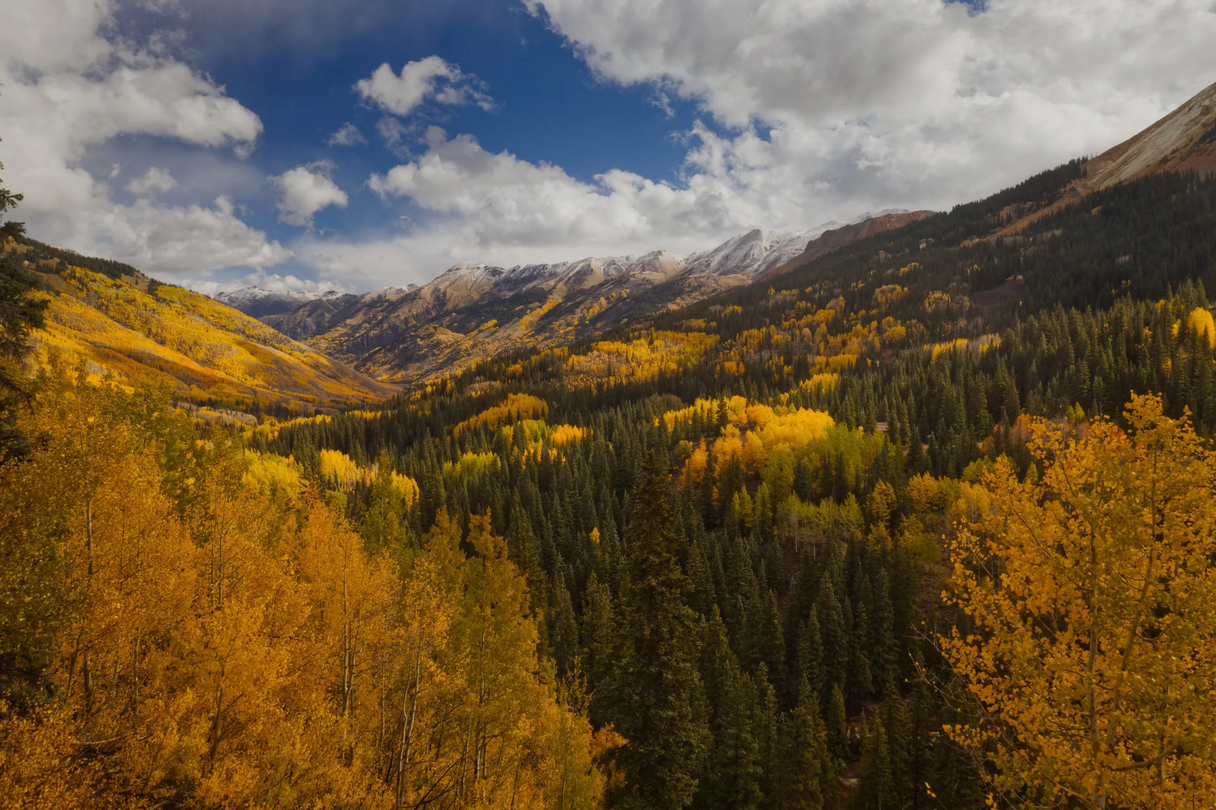 Peak Aspens in the Valley