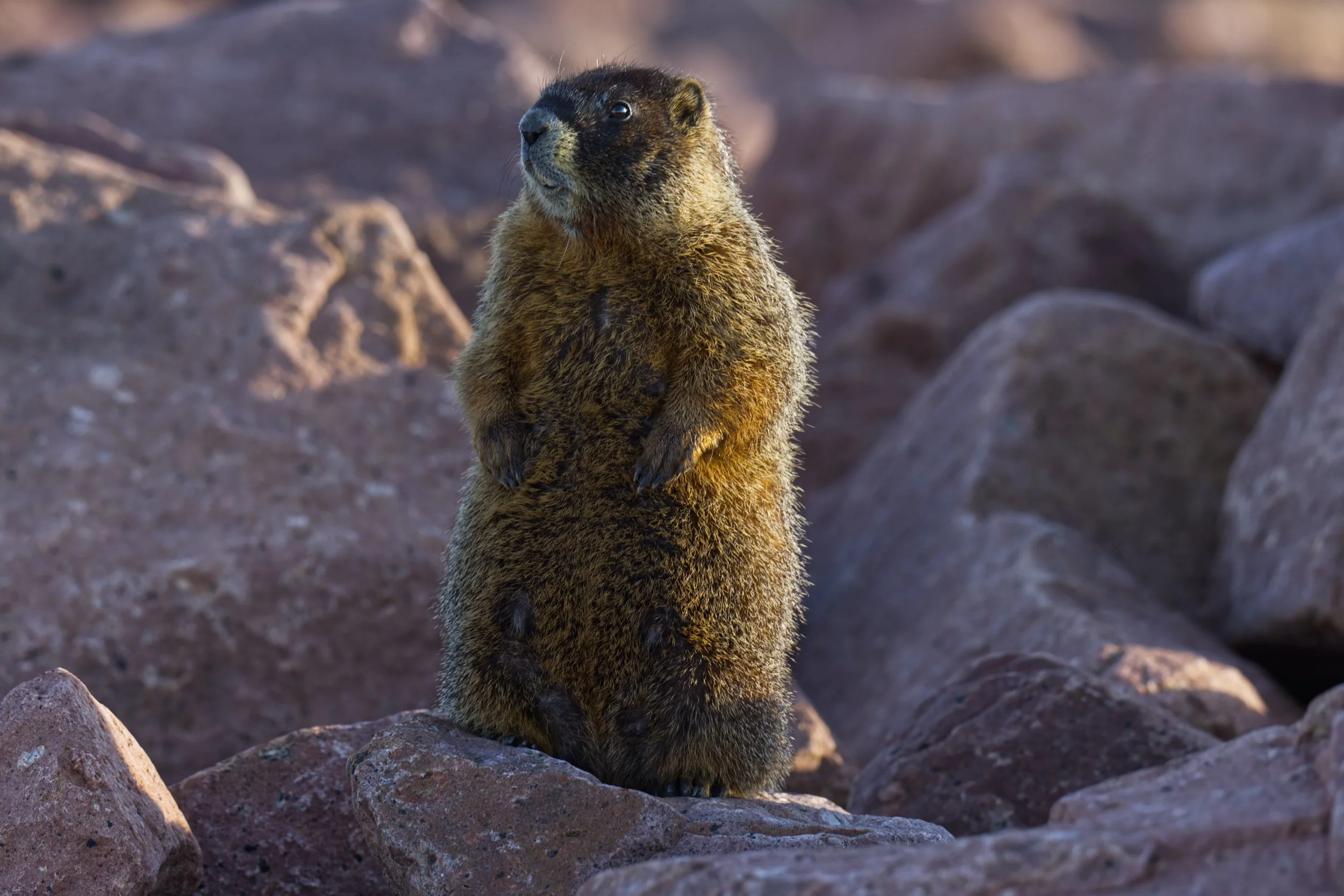 Marmot in the Morning