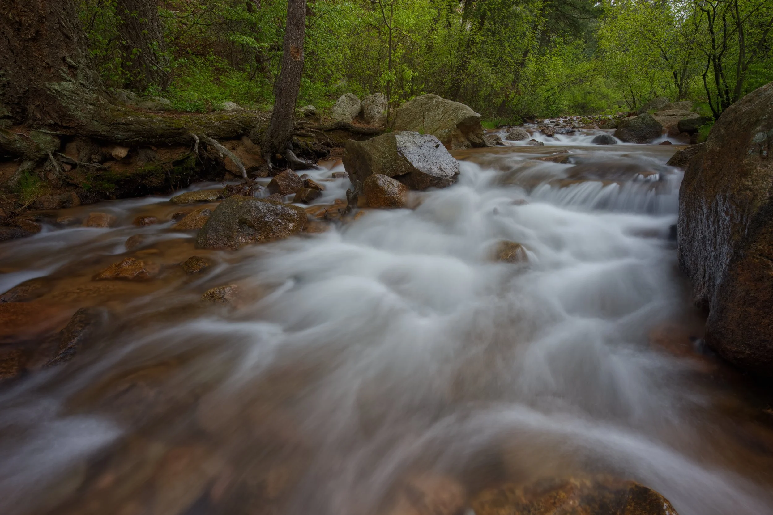 Morning at a Lush Creek