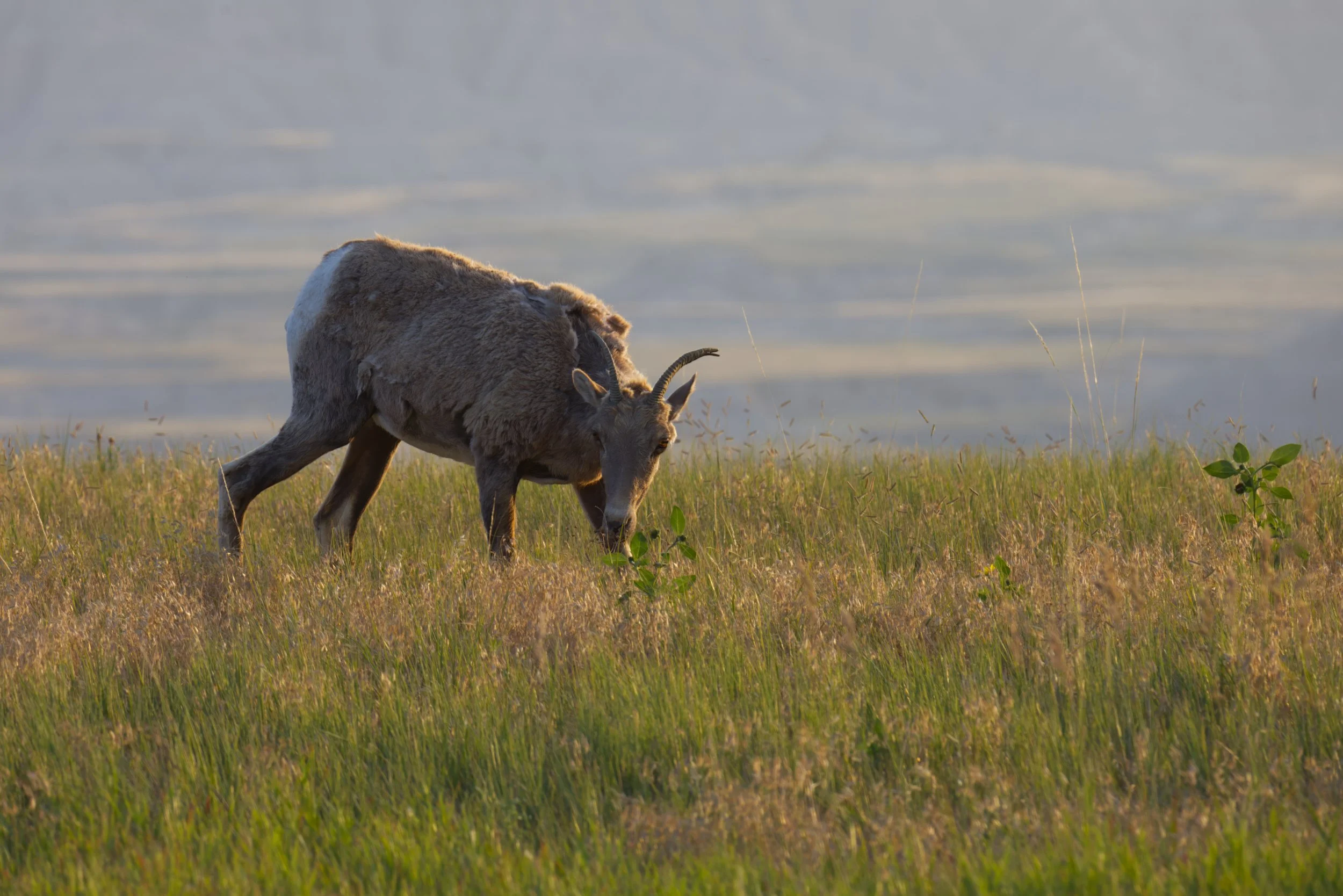 Grazing at Sunset
