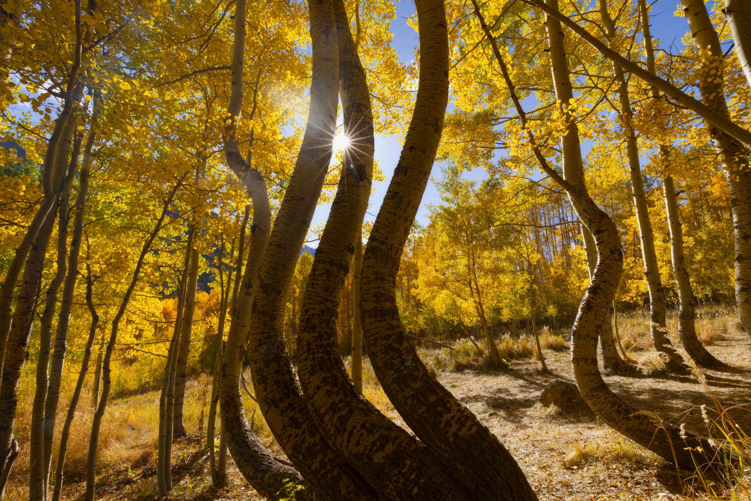 Where Aspens Dance