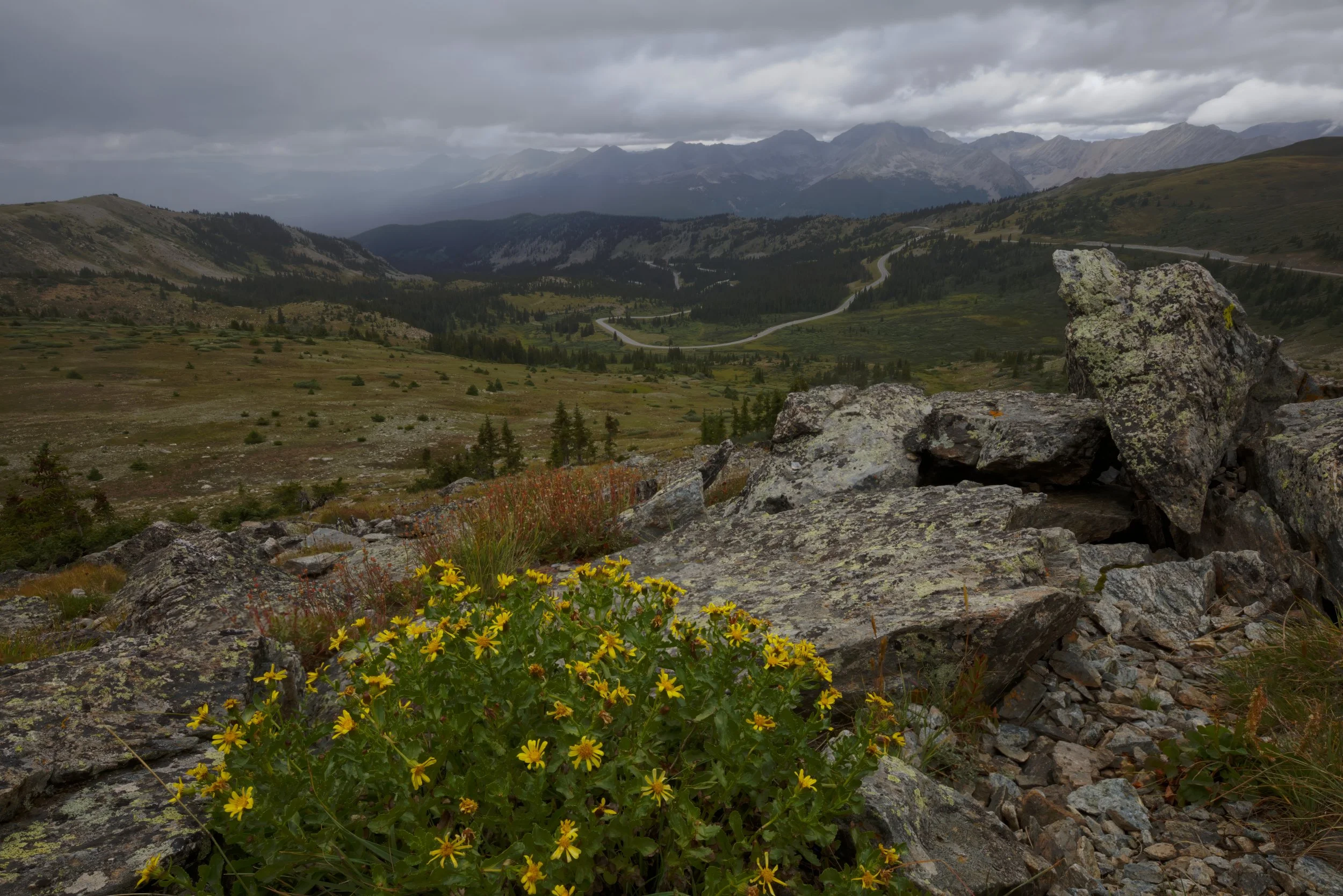 Summer Rain in the Rockies
