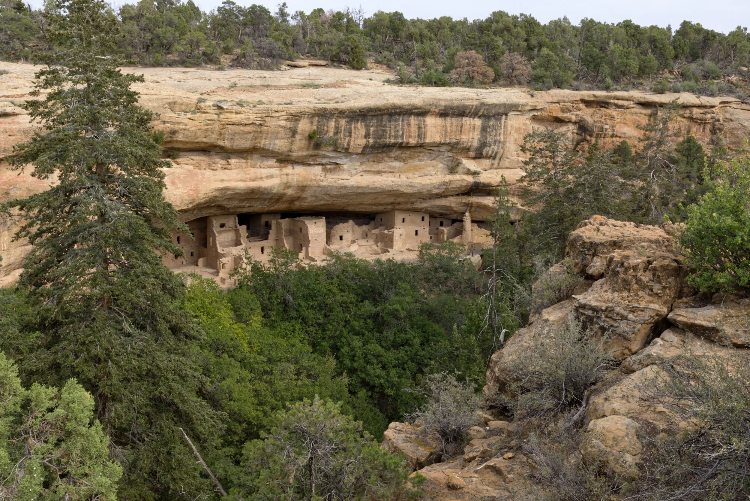 Hidden Near the Great Spruce Tree