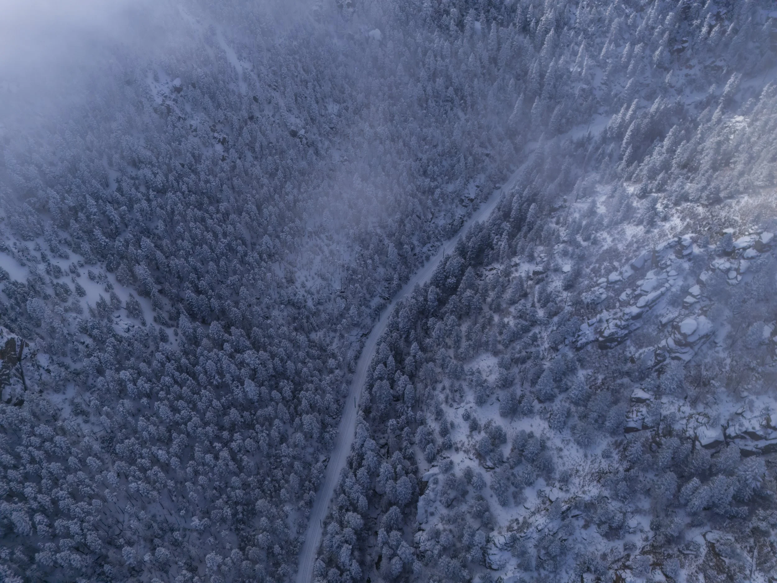 Tracks in the Forest