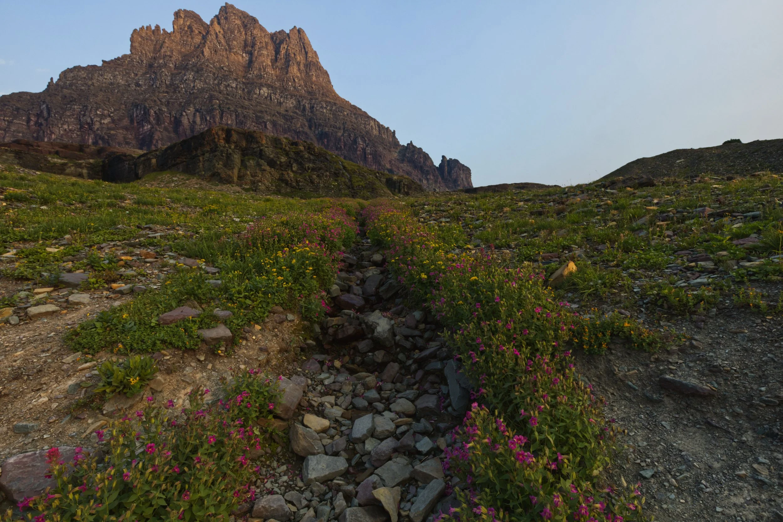 Flowers of the Mountain at Daybreak