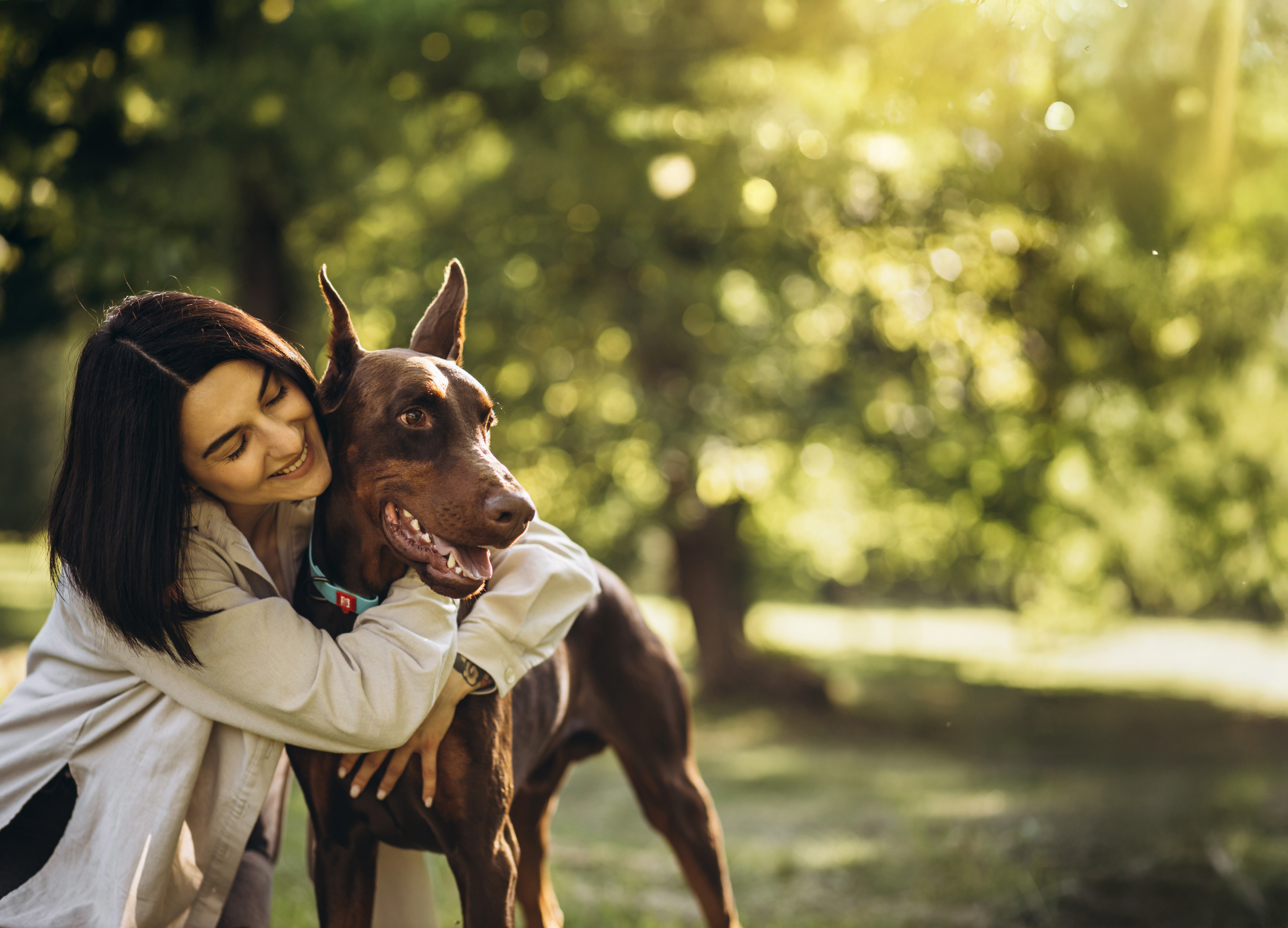 Doberman Rescue Dogs for Adoption — Doberman Rescue of North Texas