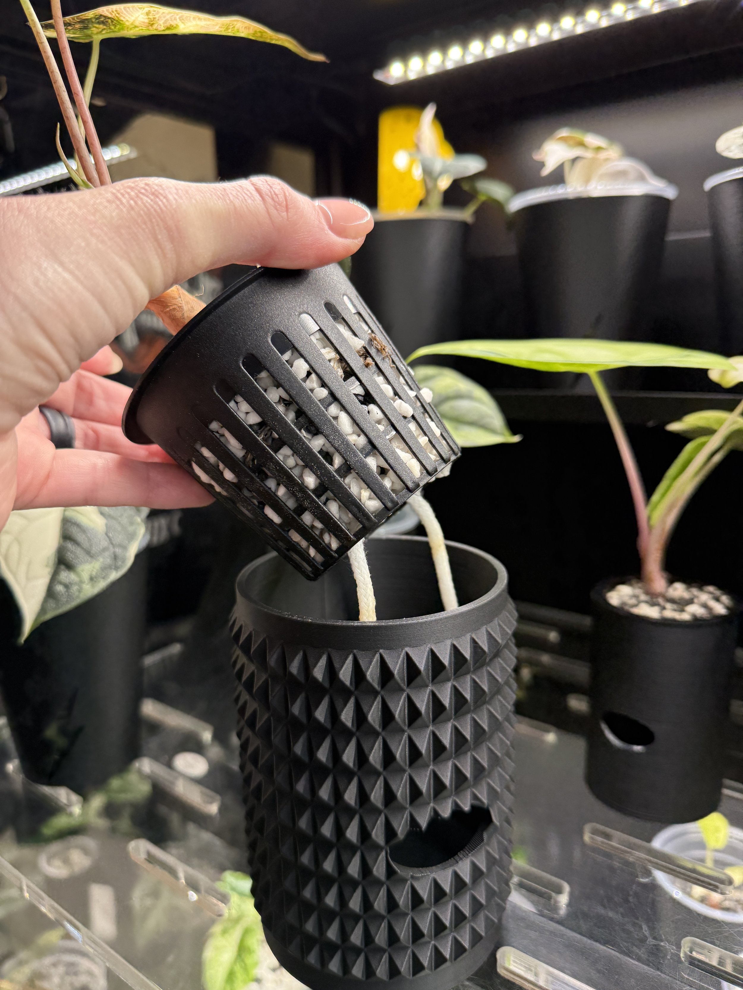 Net cup with plant roots being lifted from 3 inch spikey cache cup, showing self watering wick system setup.