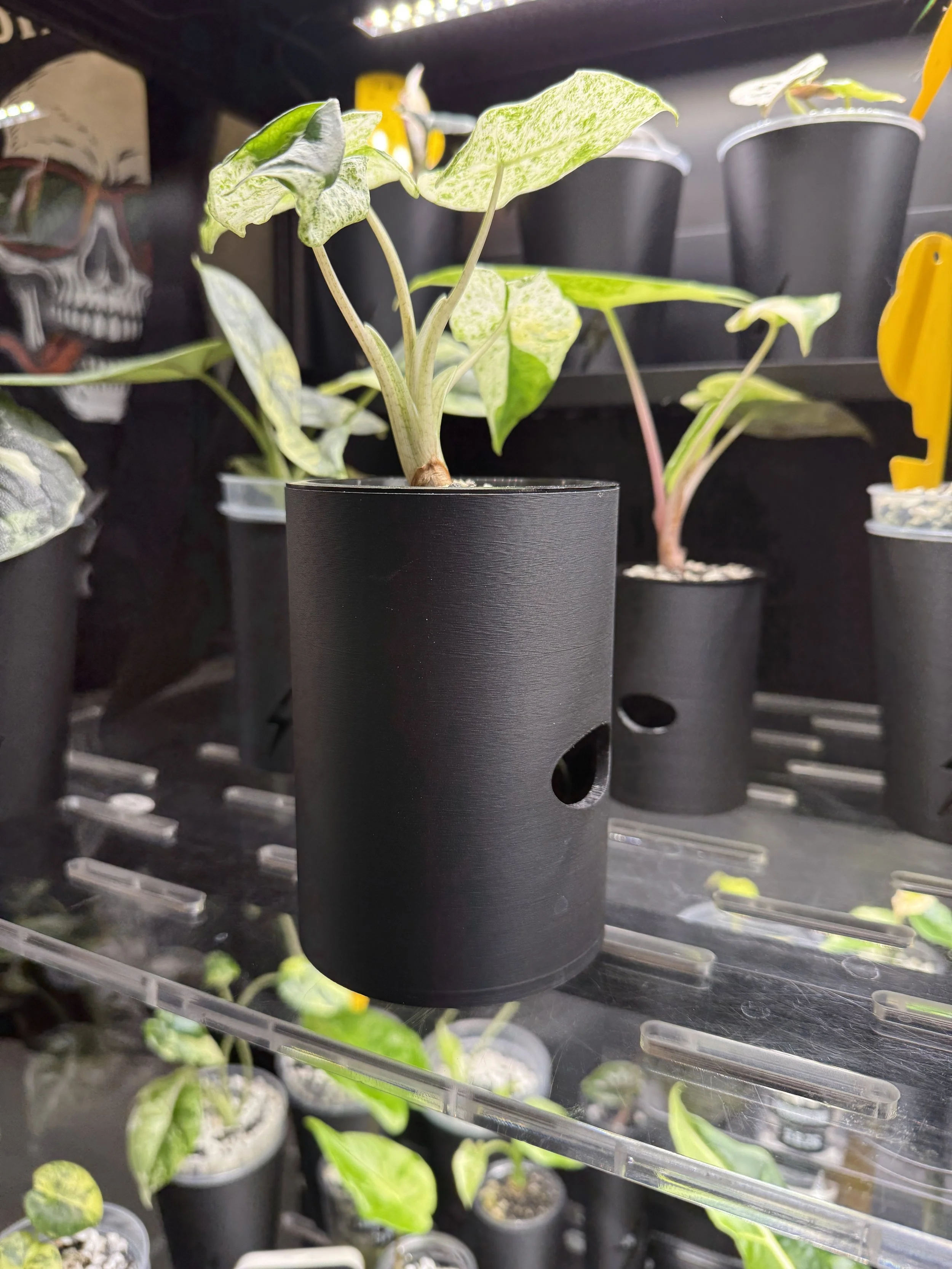 Side angle of black 3 inch smooth cache cup with plant, showing water level window on indoor plant shelf.