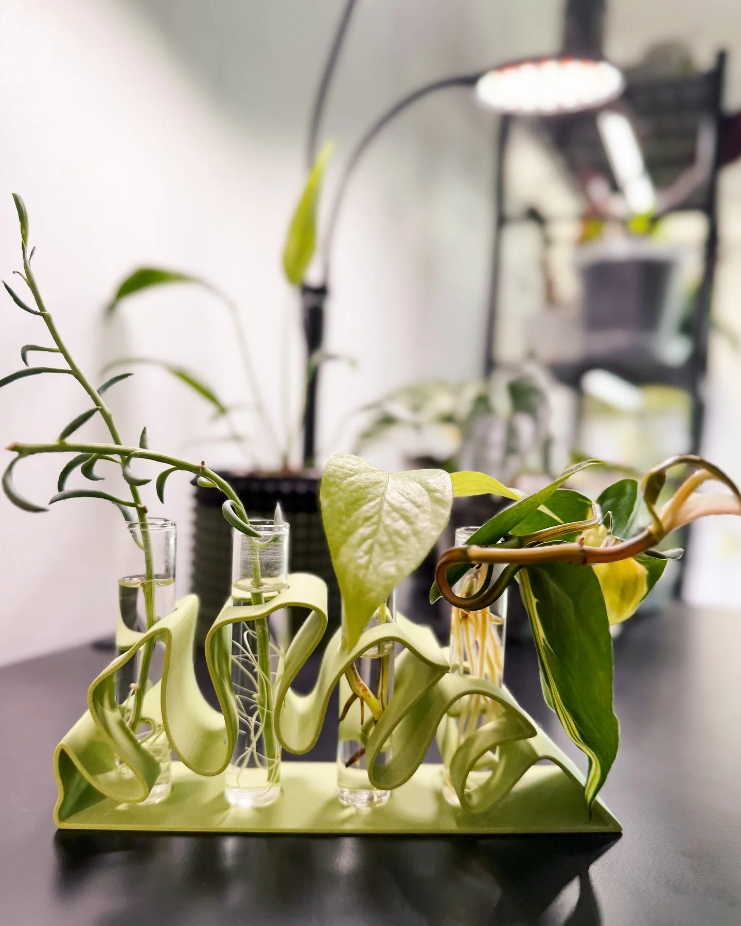 It&rsquo;s #TinyPlantTuesday and what better day to show off these Monstera Propagation stations? I mean, I guess #MonsteraMonday yesterday would have been a good day too but WHATEVER 🤣

Each prop station comes with four 20x100mm flat glass test tub