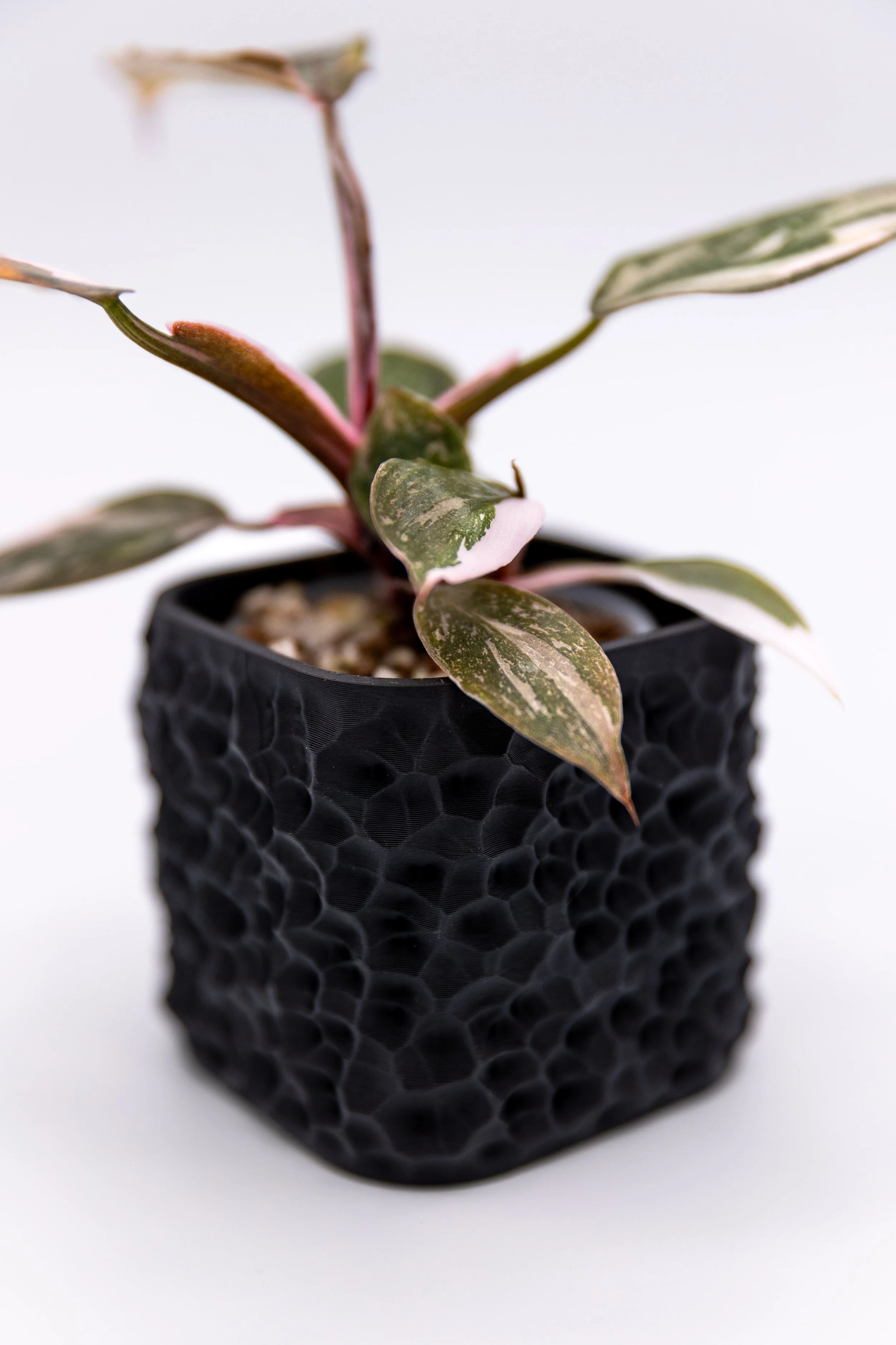 Close-up of Faultline Planter texture showing cracked-earth pattern and variegated philodendron leaves, 3D printed decorative planter.