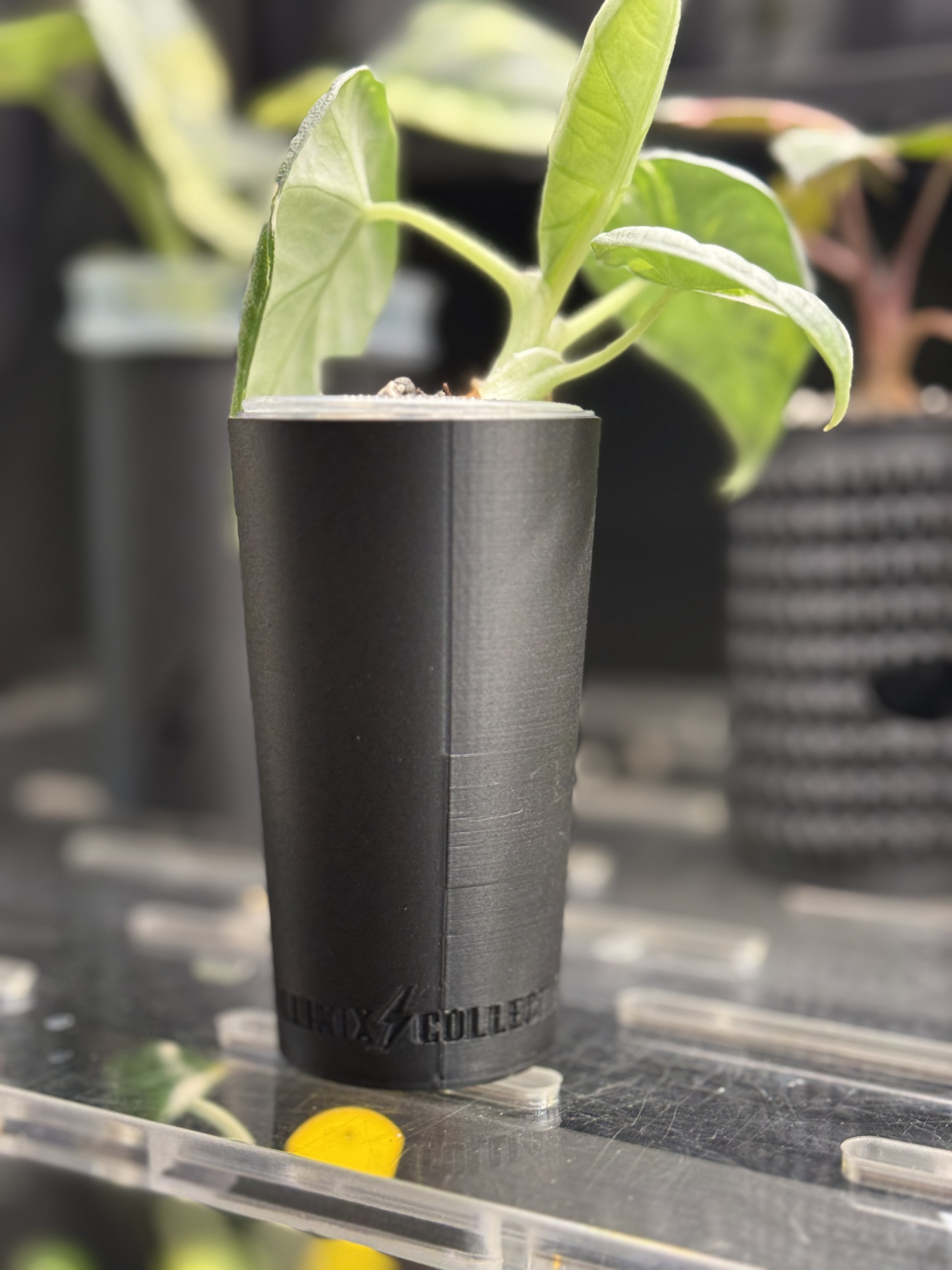 Close up of smooth black corm cup cover with plant, showing matte finish and tapered shape.
