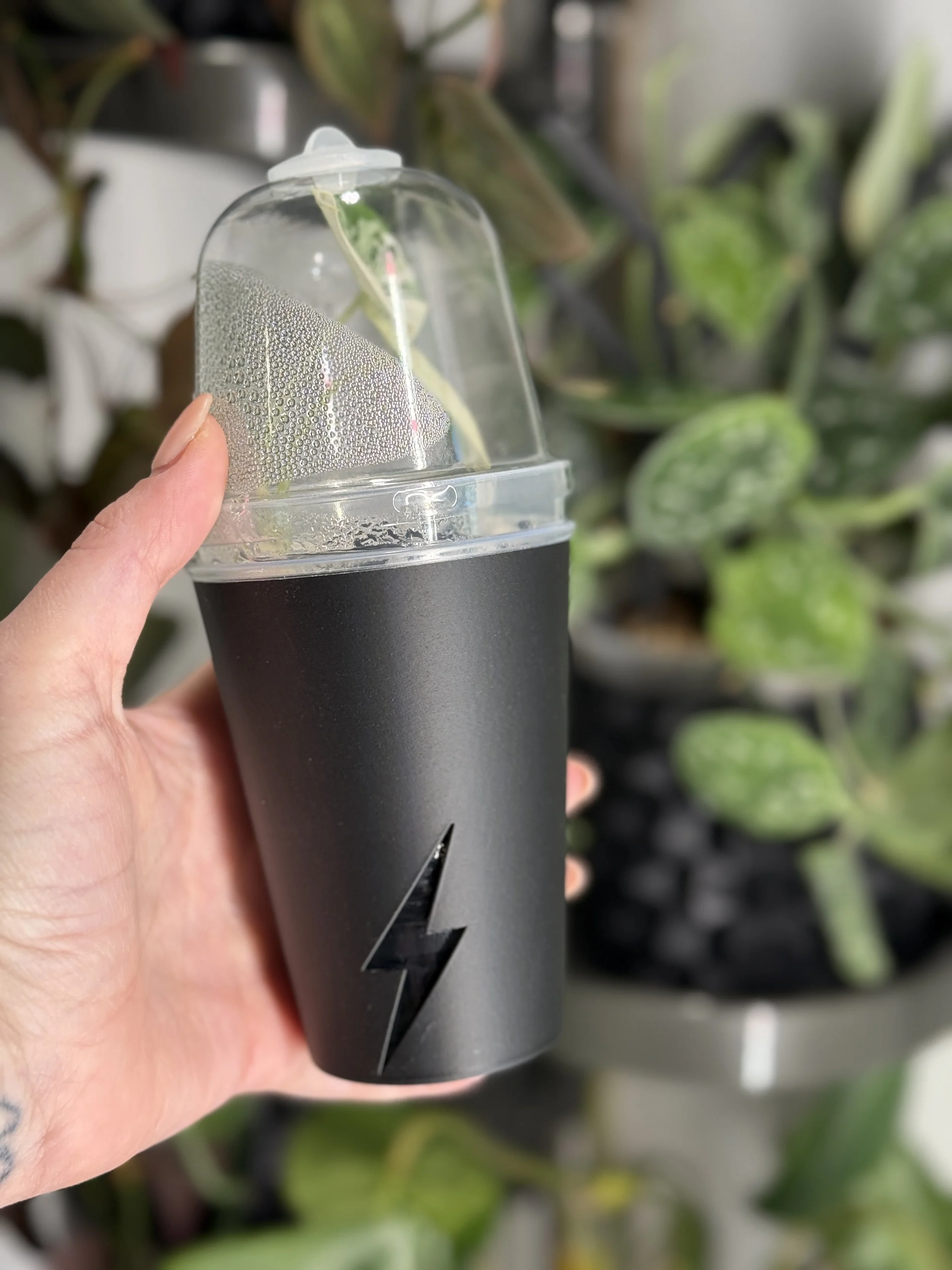 9 oz propagation setup with humidity dome placed inside black cover cup showing full setup