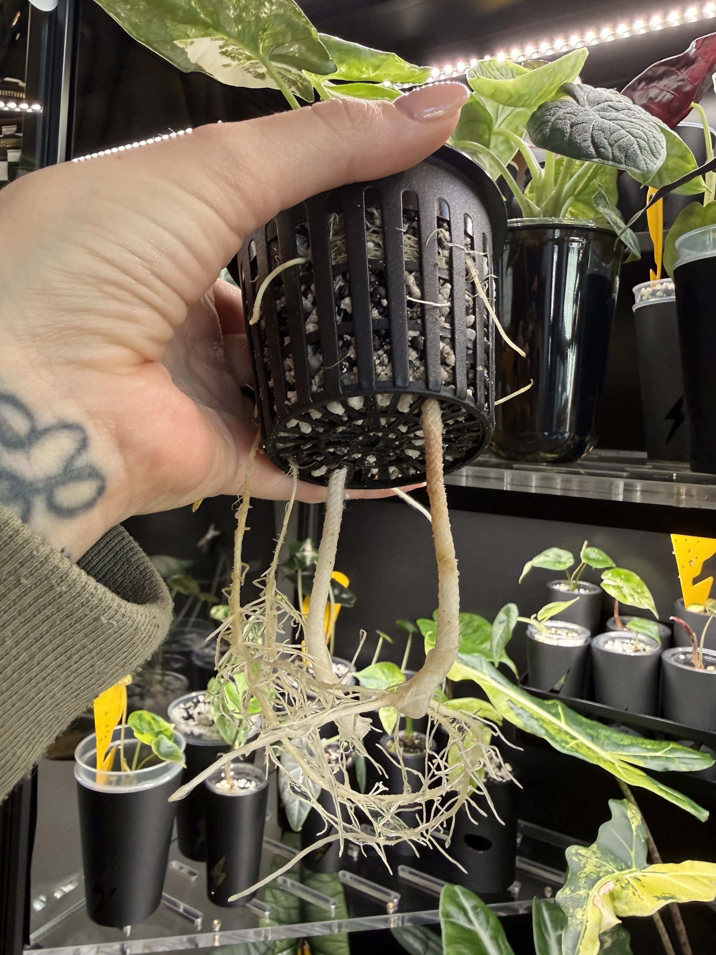 Net cup with visible plant roots demonstrating self watering setup.
