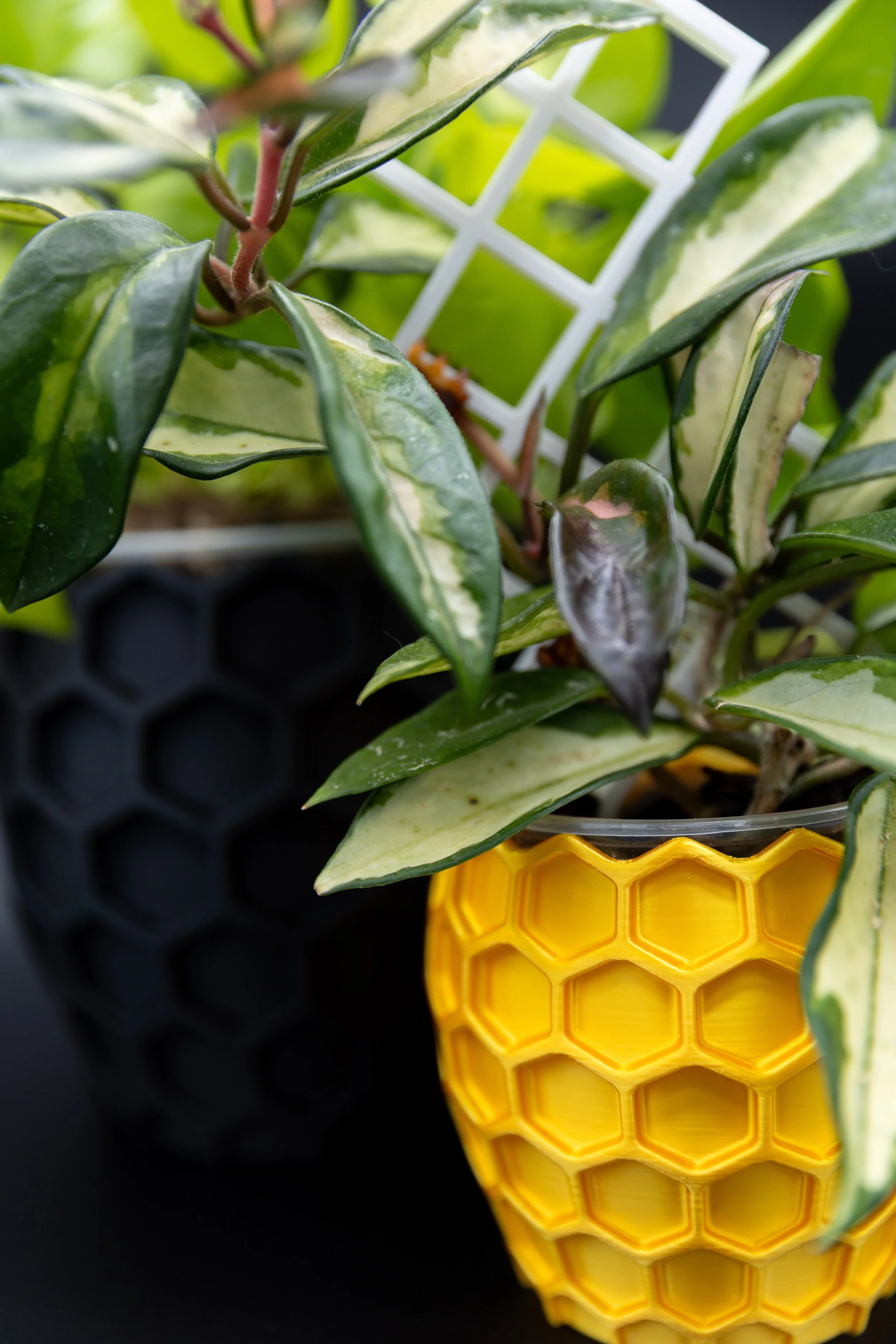 Close-up of yellow Bees Knees Planter showing honeycomb design and plant foliage.