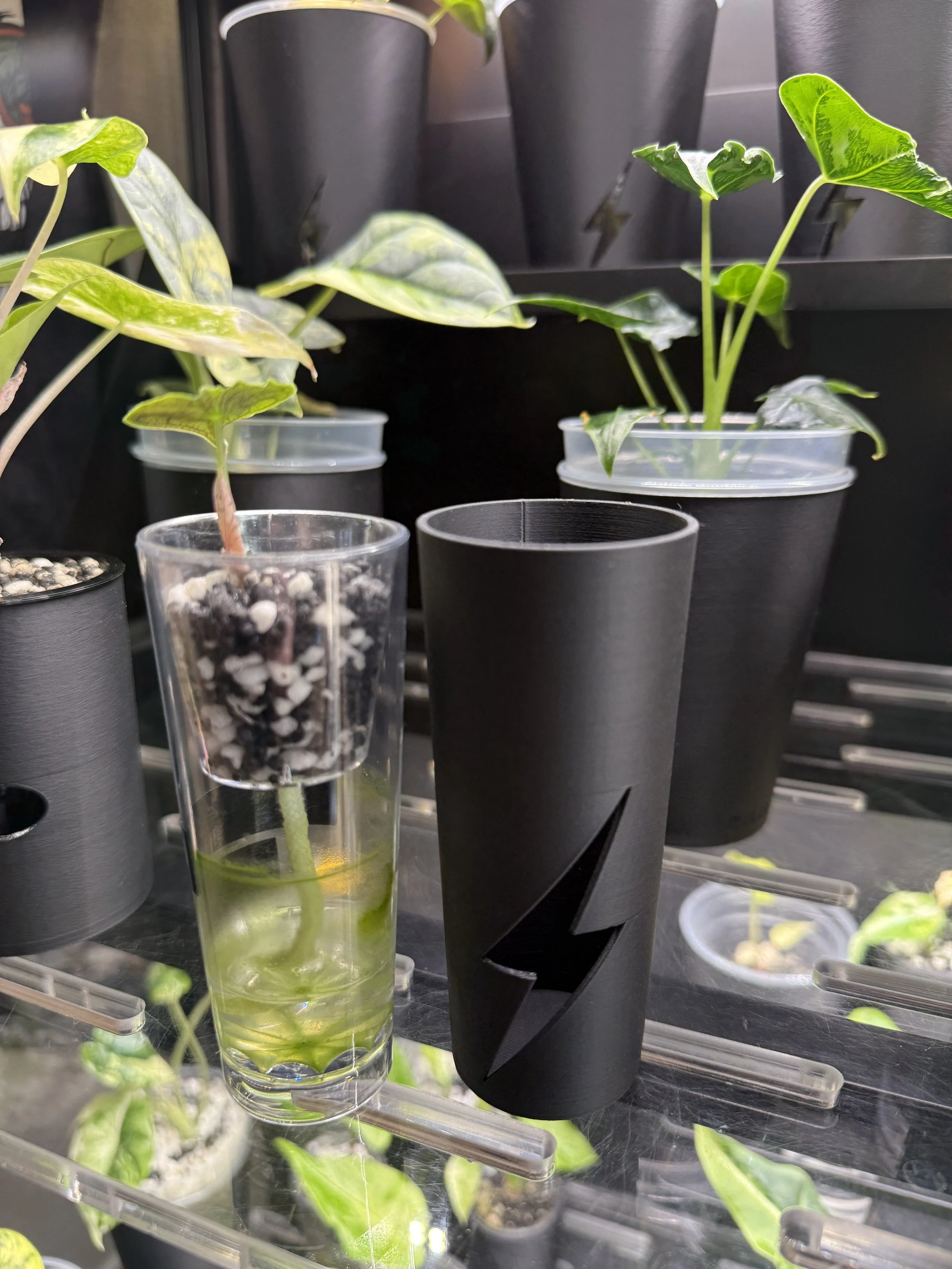 Clear cordial propagation cup with plant and roots next to black corm cup cover, showing size and fit comparison.