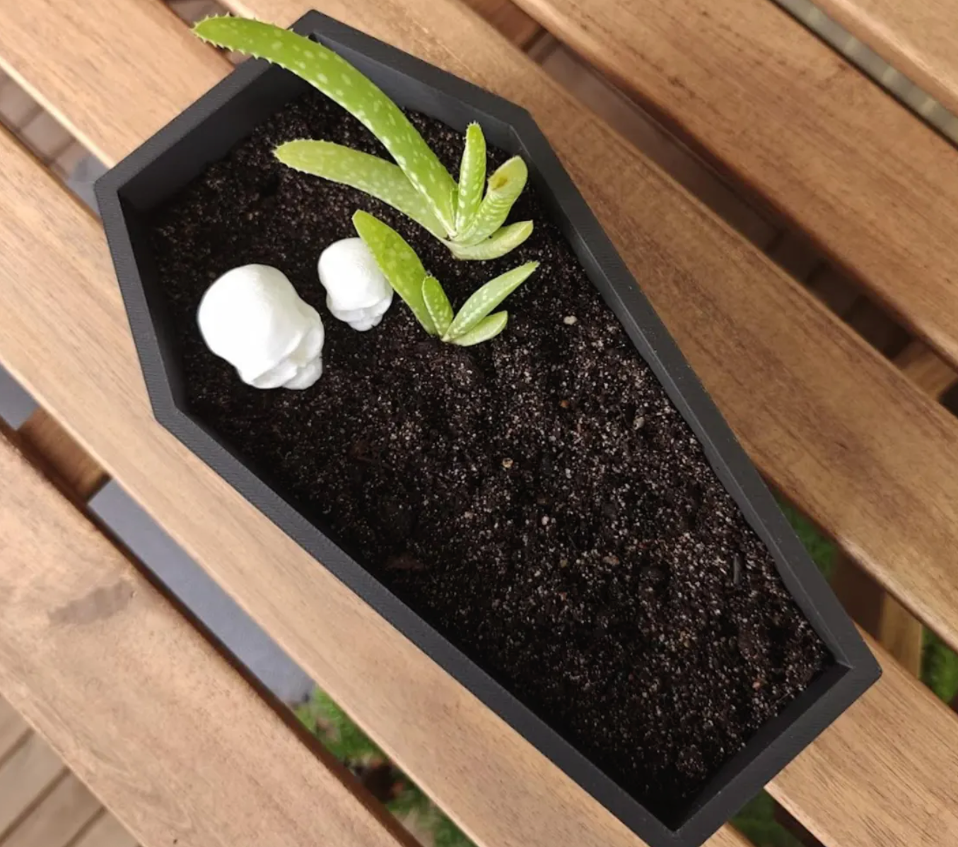 Top-down view of coffin planter showing succulent and two skull decorations nestled in soil.